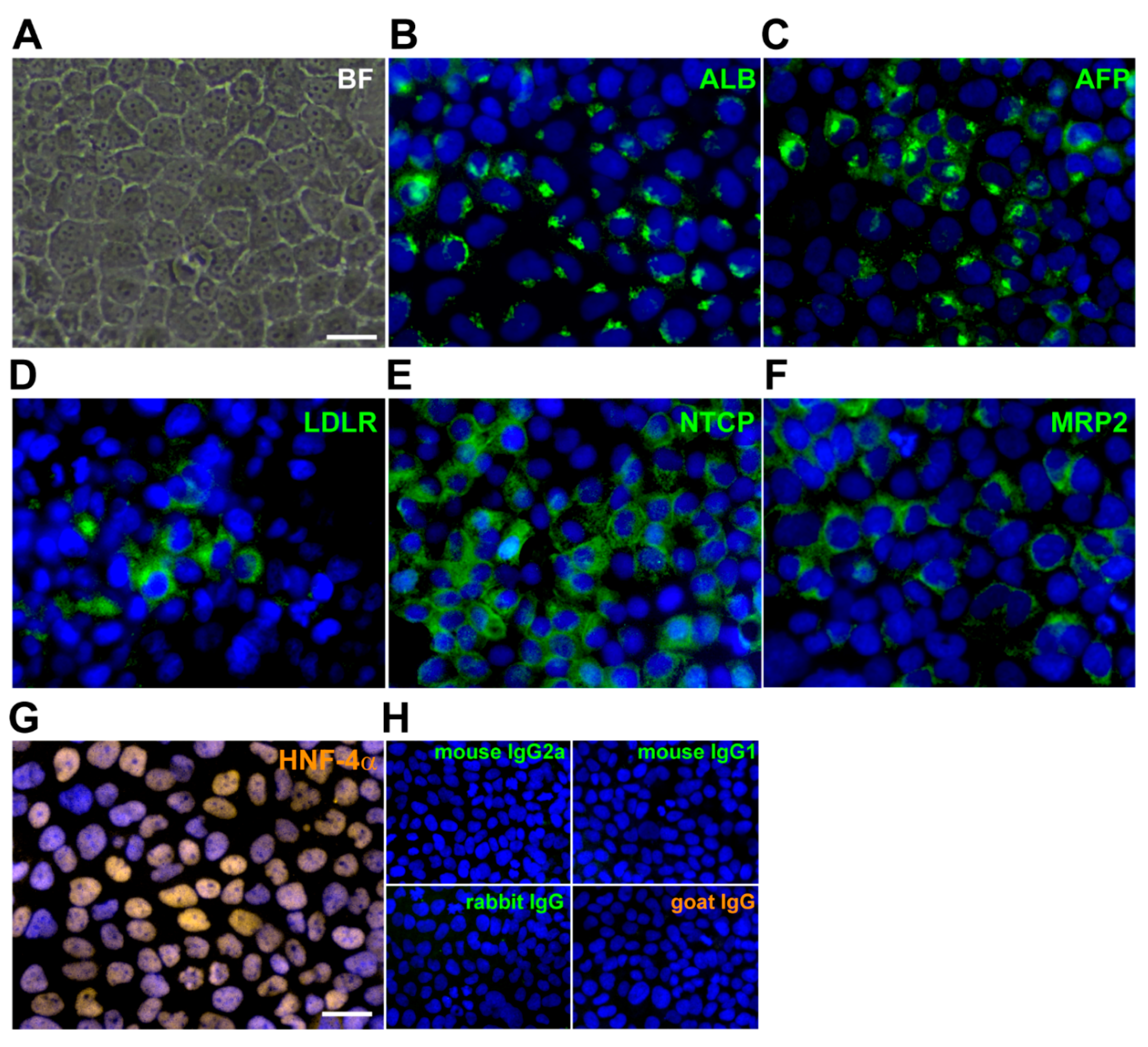 Viruses 11 00952 g001