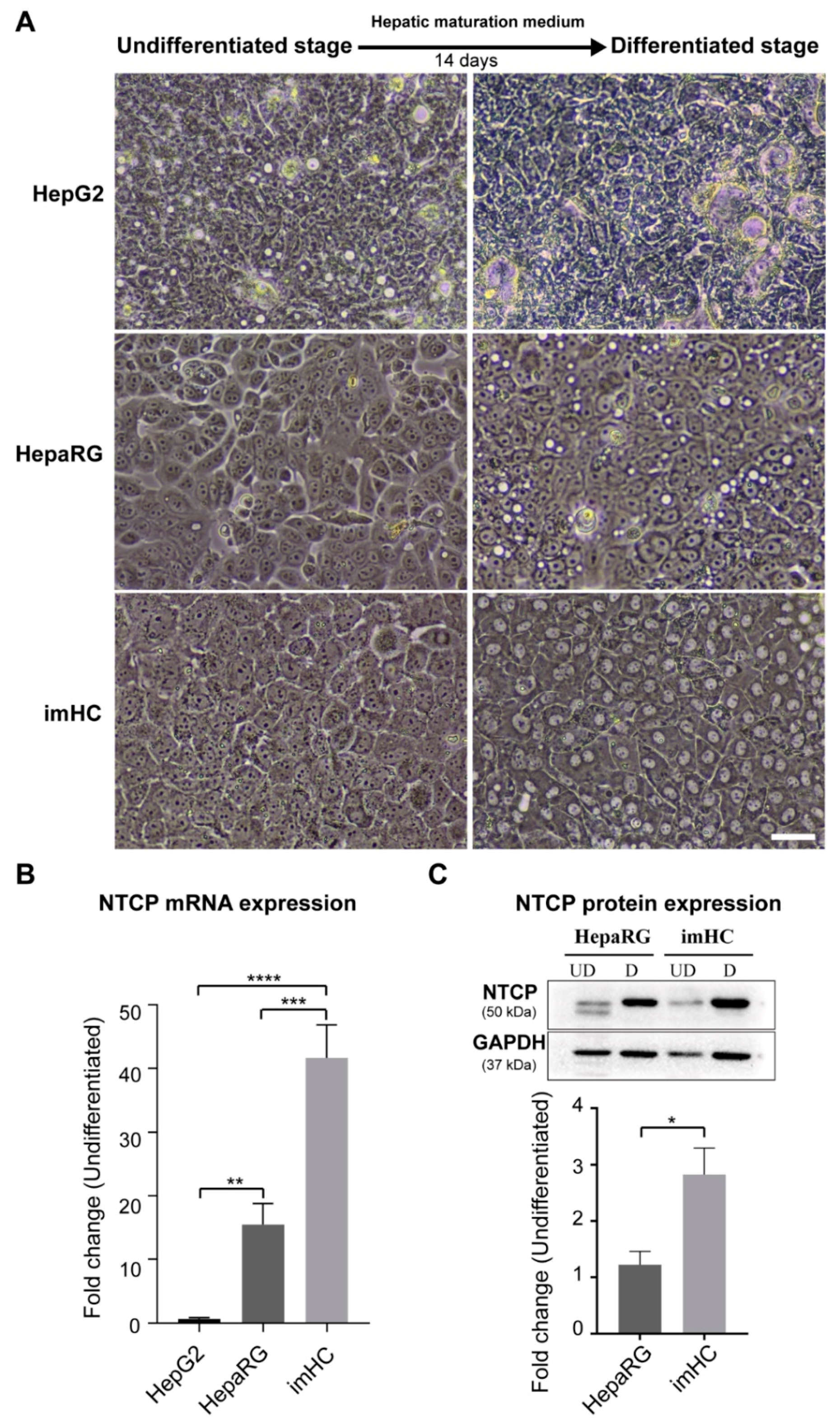 Viruses 11 00952 g002
