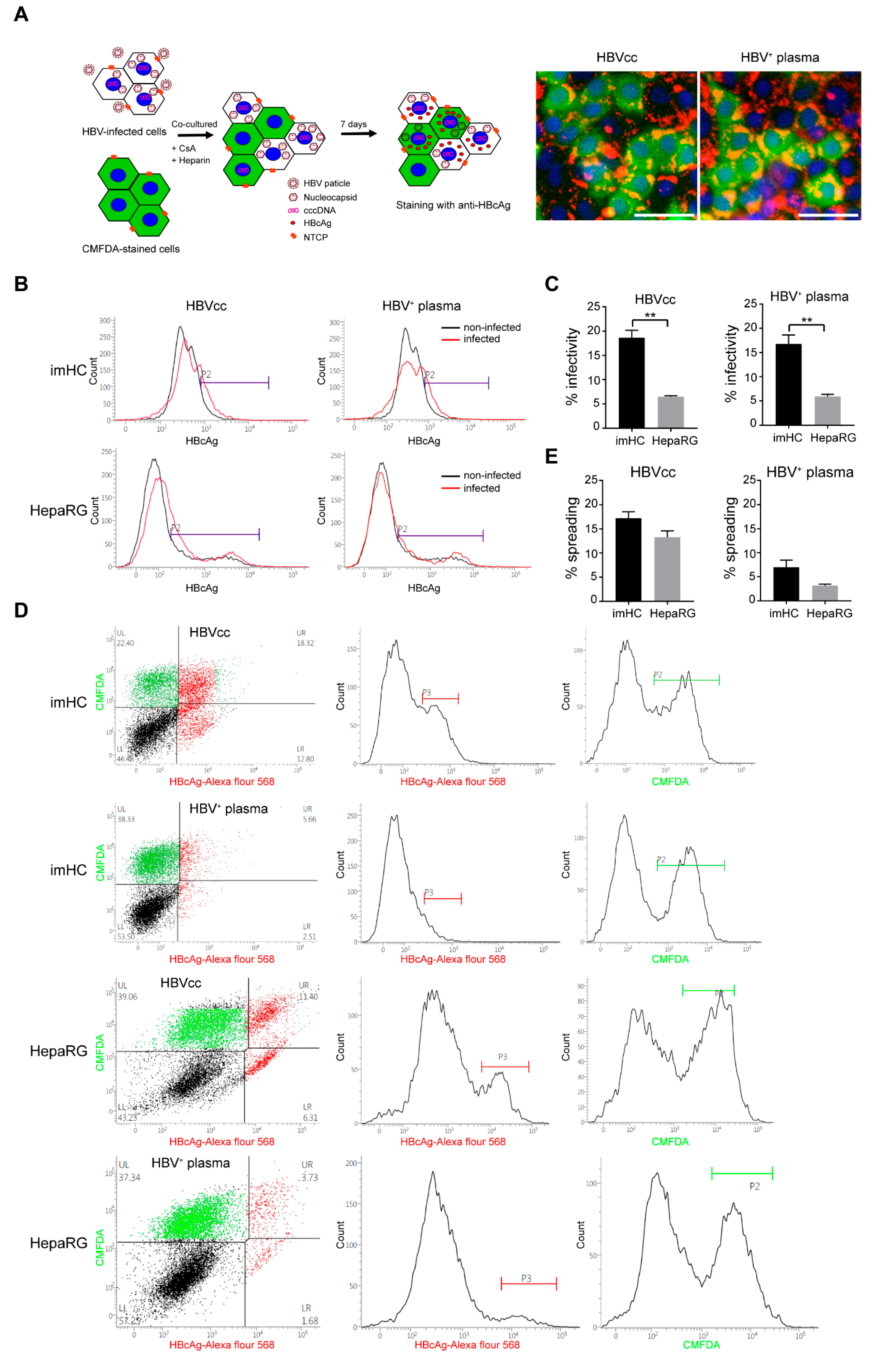Viruses 11 00952 g007