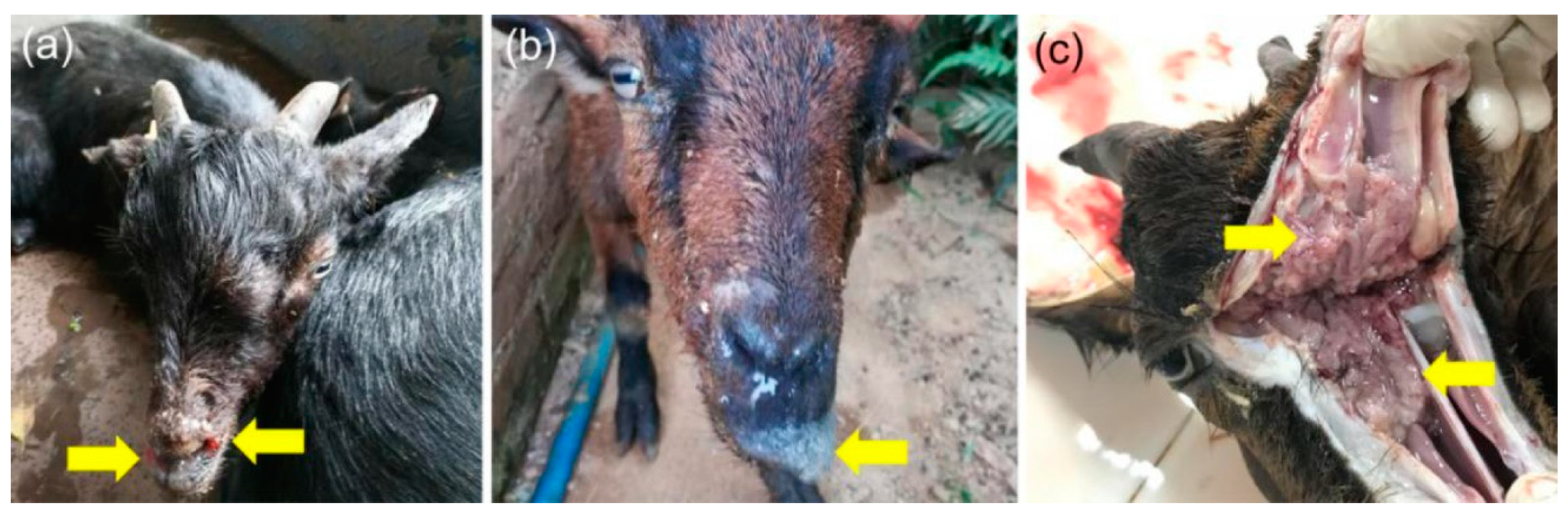 Viruses 11 00956 g001 Viruses 11 00956 g001