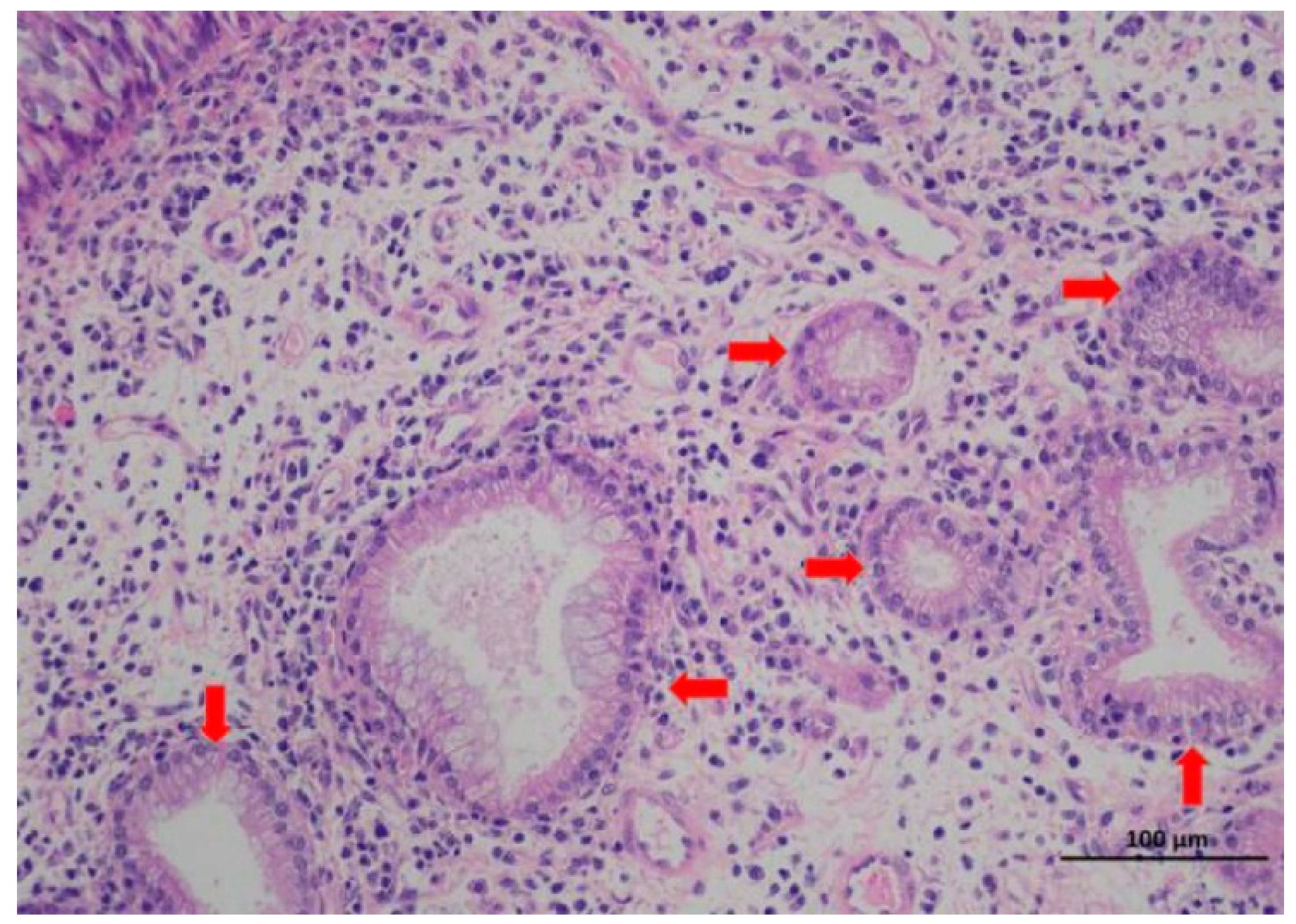 Viruses 11 00956 g002 Viruses 11 00956 g002