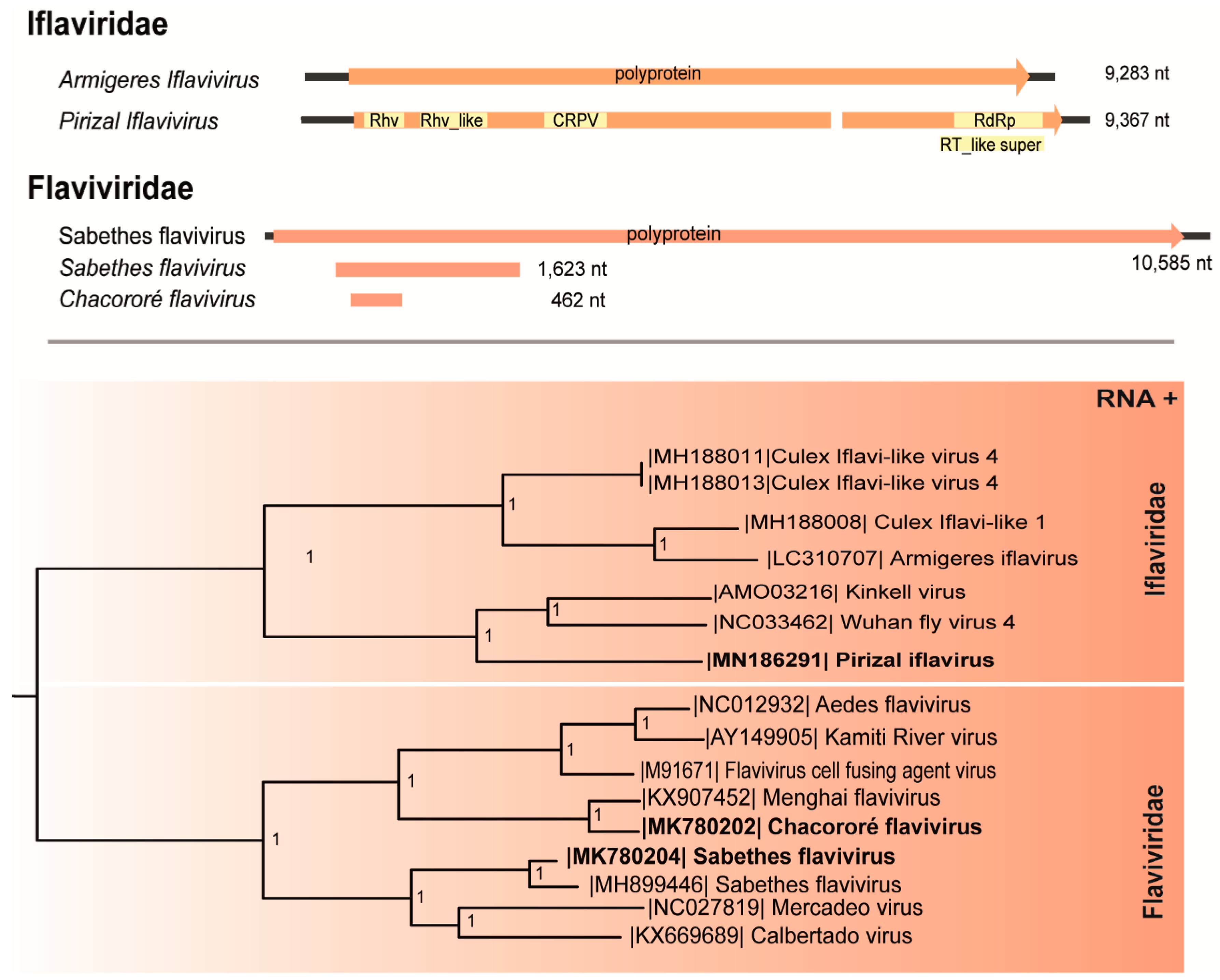 Viruses 11 00957 g002