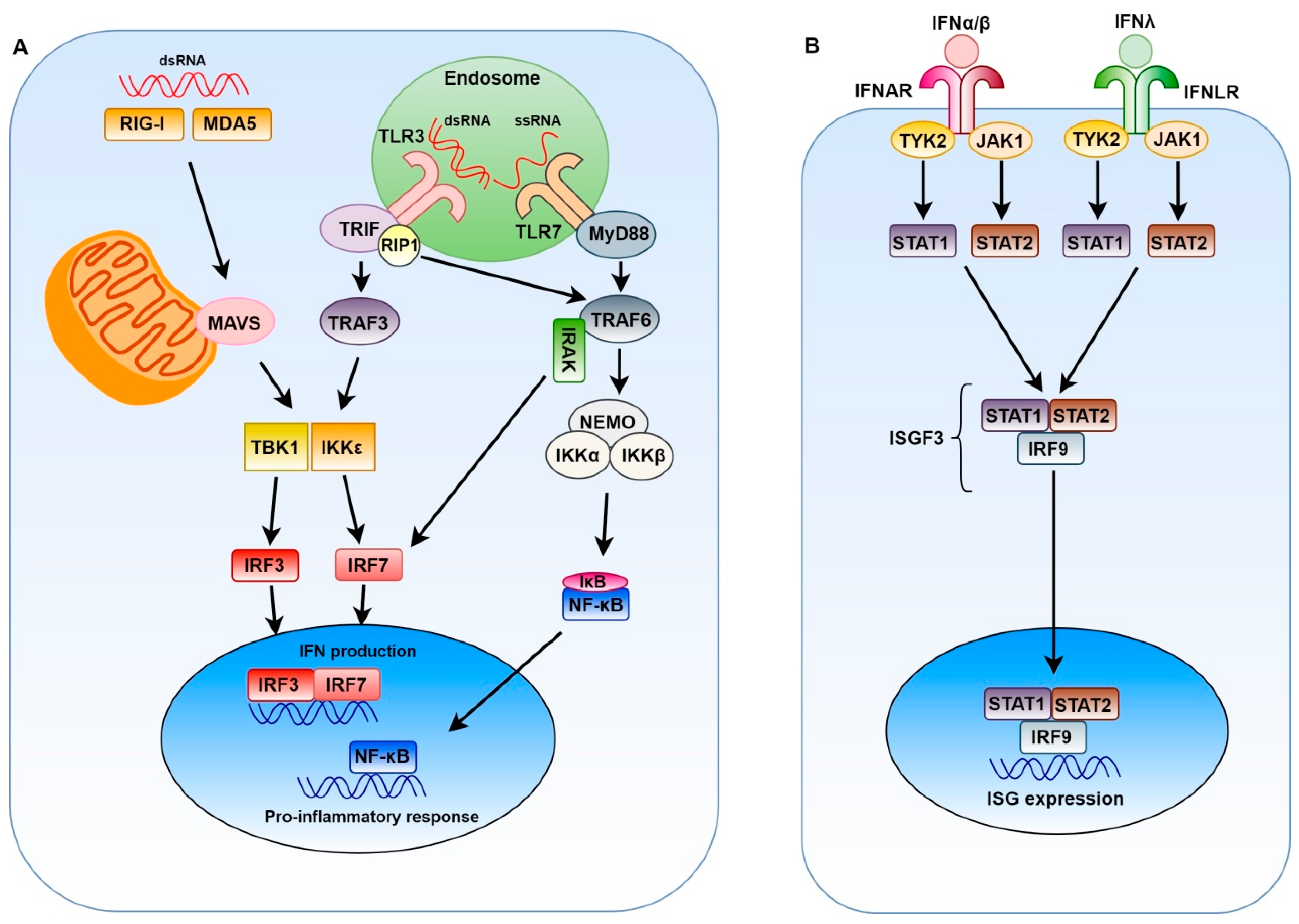 Viruses Free Full Text Viral Innate Immune Evasion And The Pathogenesis Of Emerging Rna Virus Infections Html