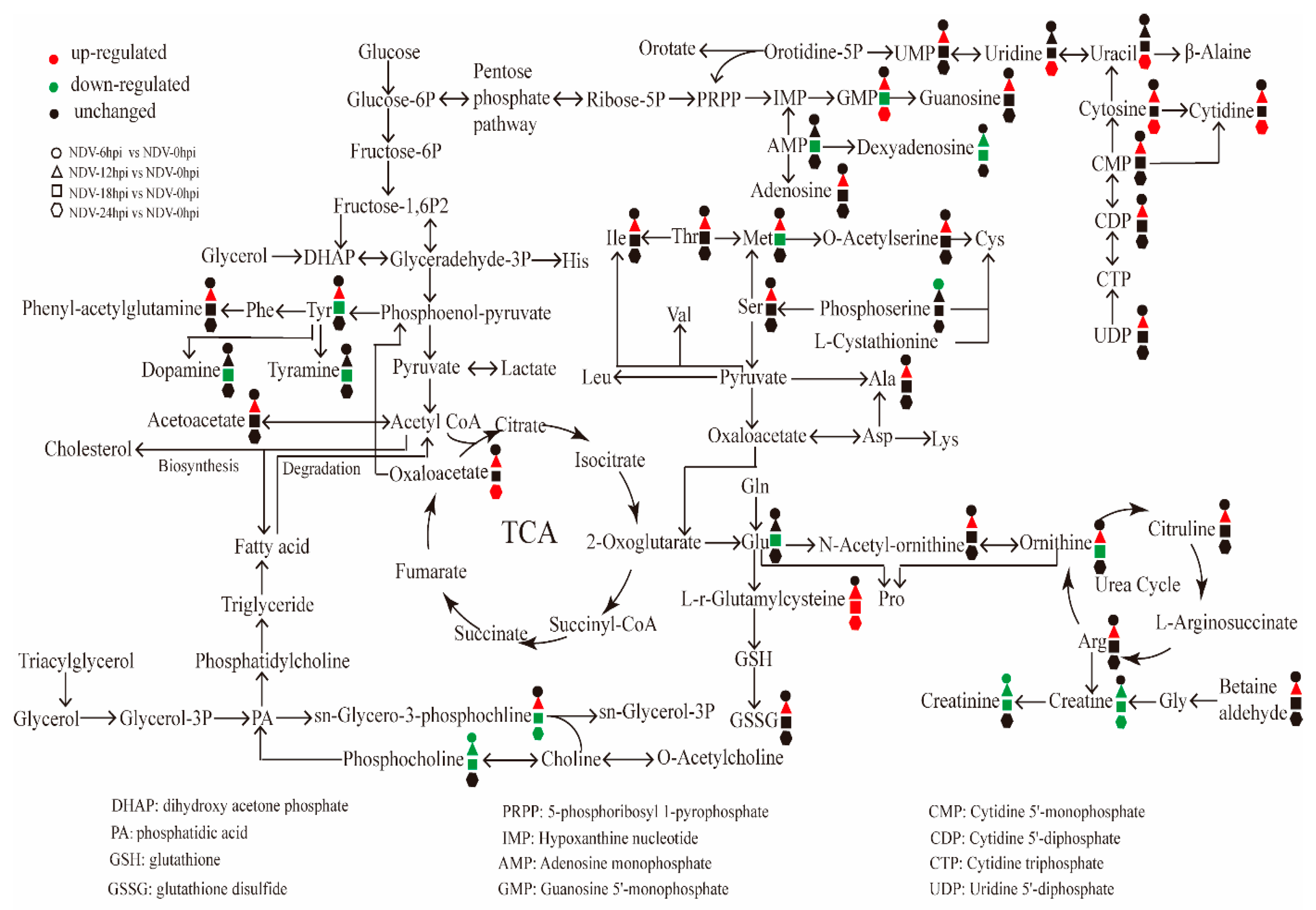 Viruses 11 00962 g006