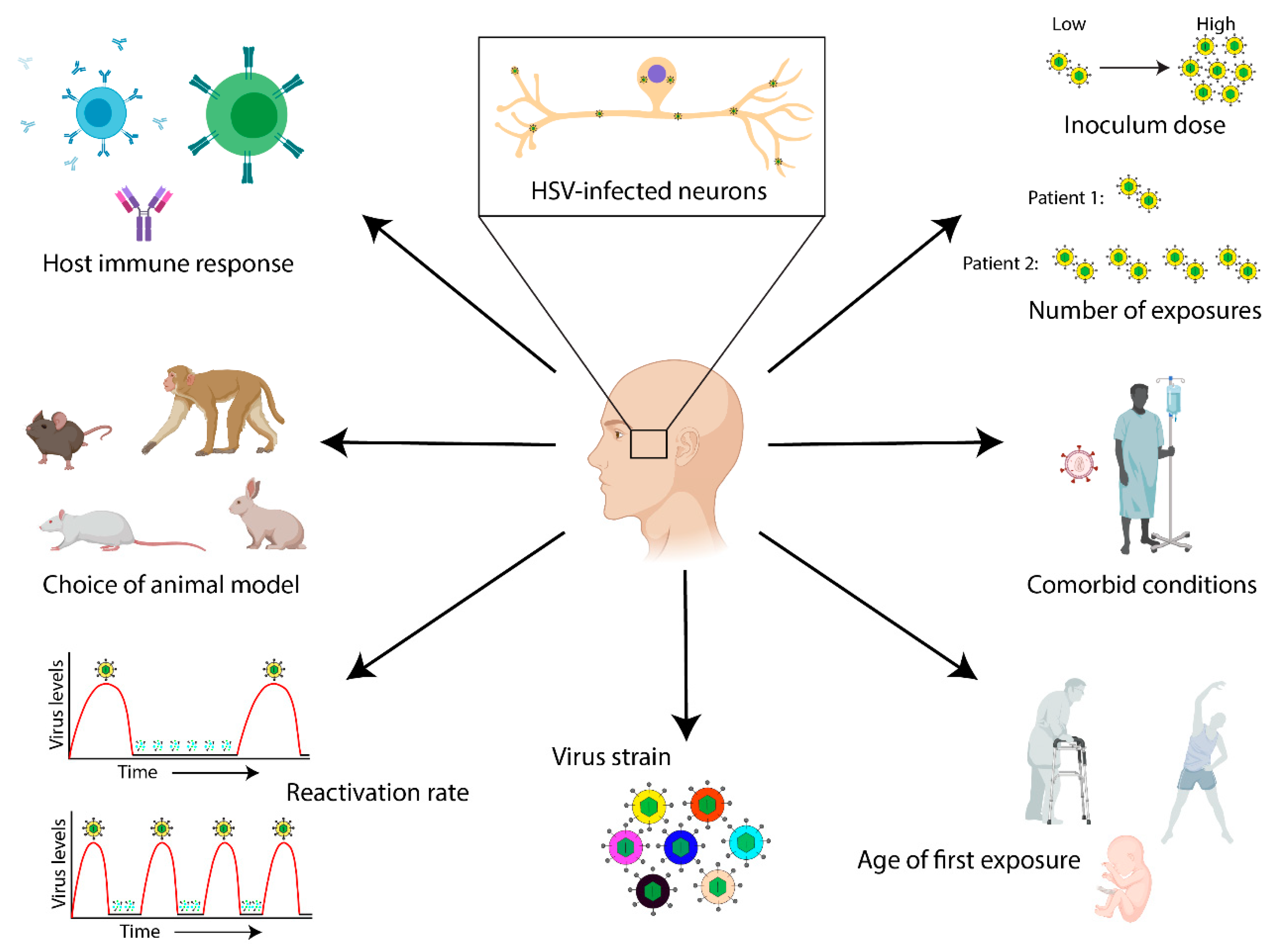 Igg к herpes simplex virus. Герпес симплекс жизненный цикл. Herpes Simplex virus 1 IGG. Herpes Simplex virus 1/2 IGG. Связь Альцгеймера и герпеса.