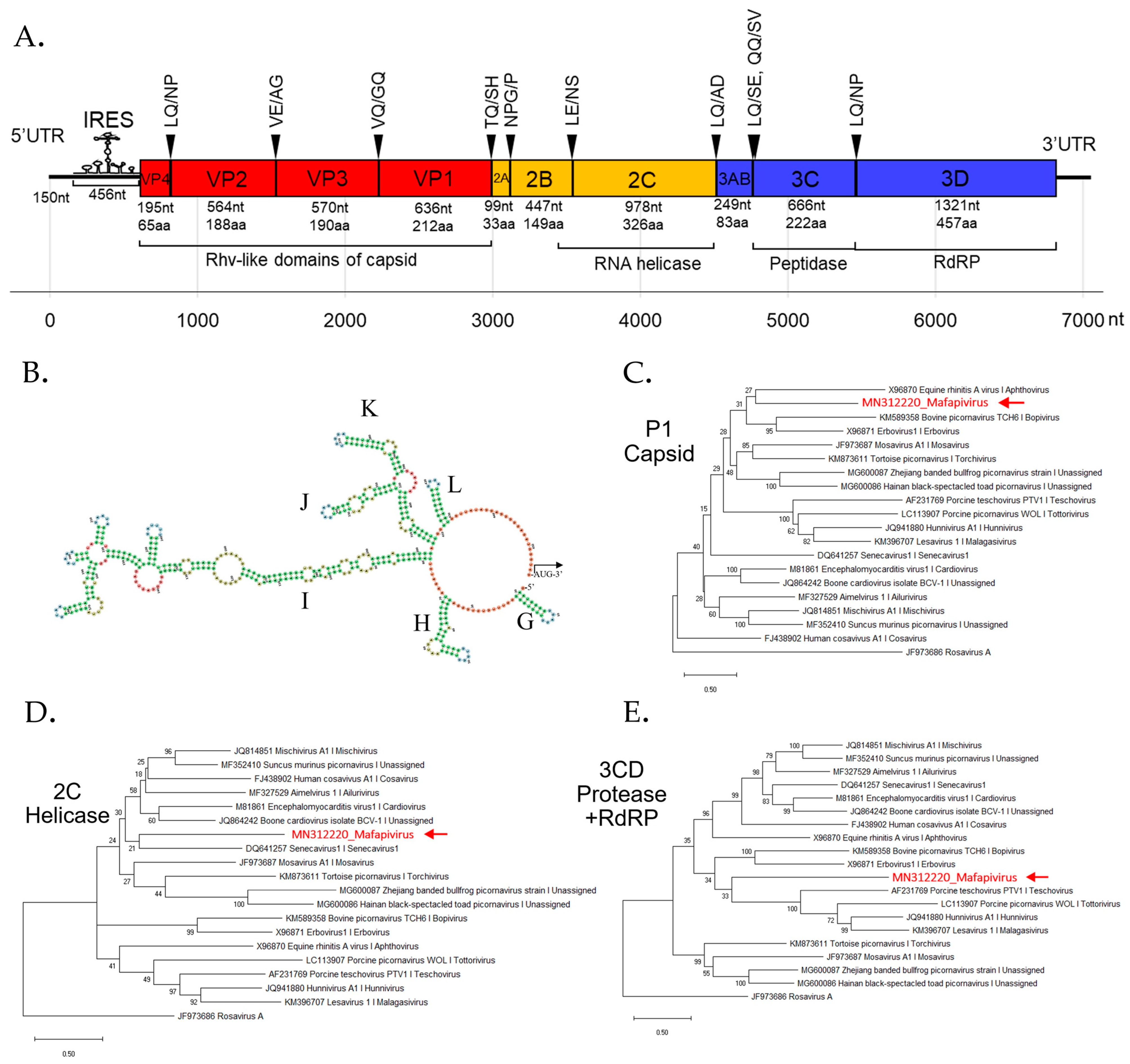 Viruses 11 00971 g003 Viruses 11 00971 g003
