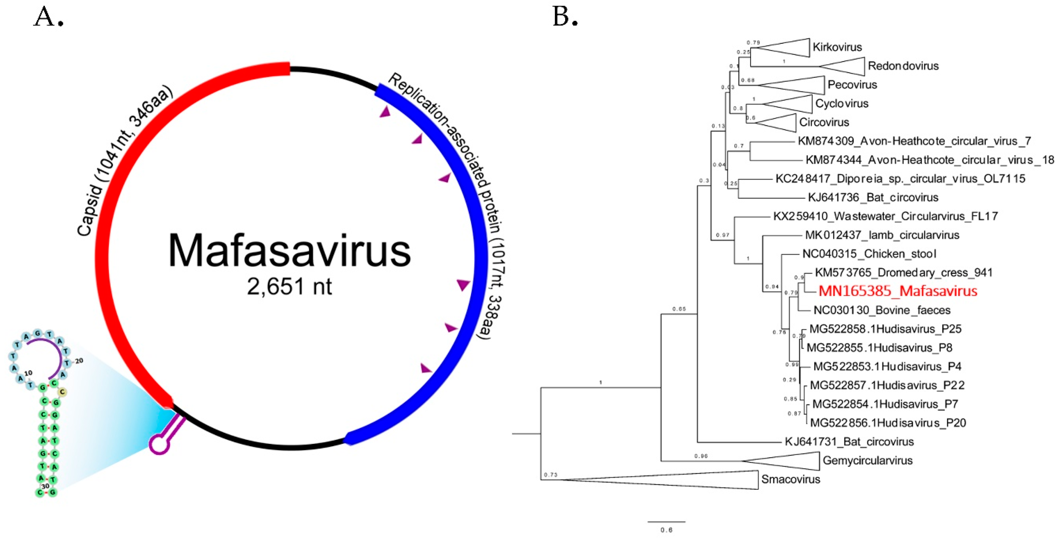 Viruses 11 00971 g006 Viruses 11 00971 g006