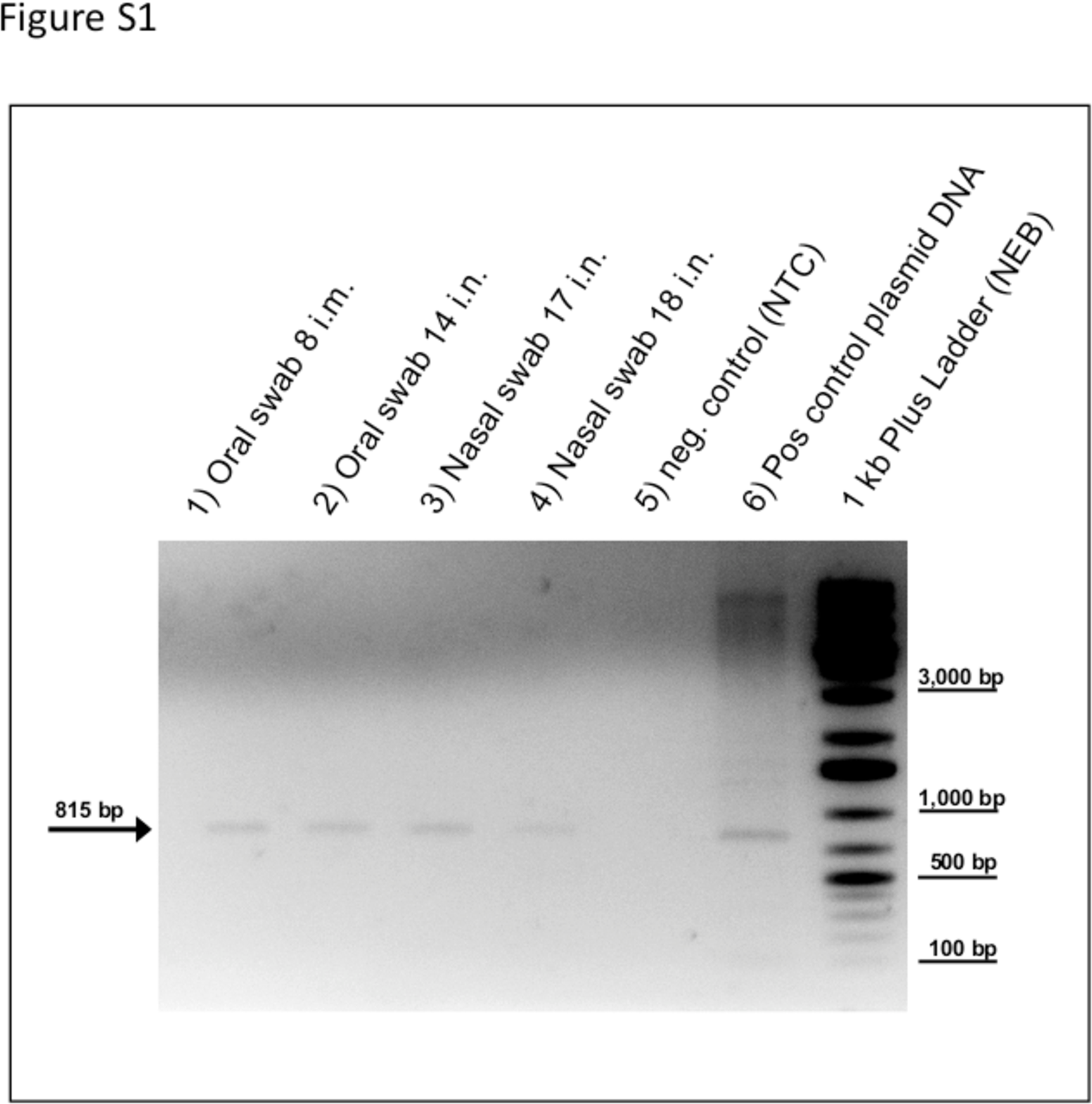 Viruses Free Full Text Clinical And Serological Evaluation Of Linda Virus Infections In Post Weaning Piglets Html
