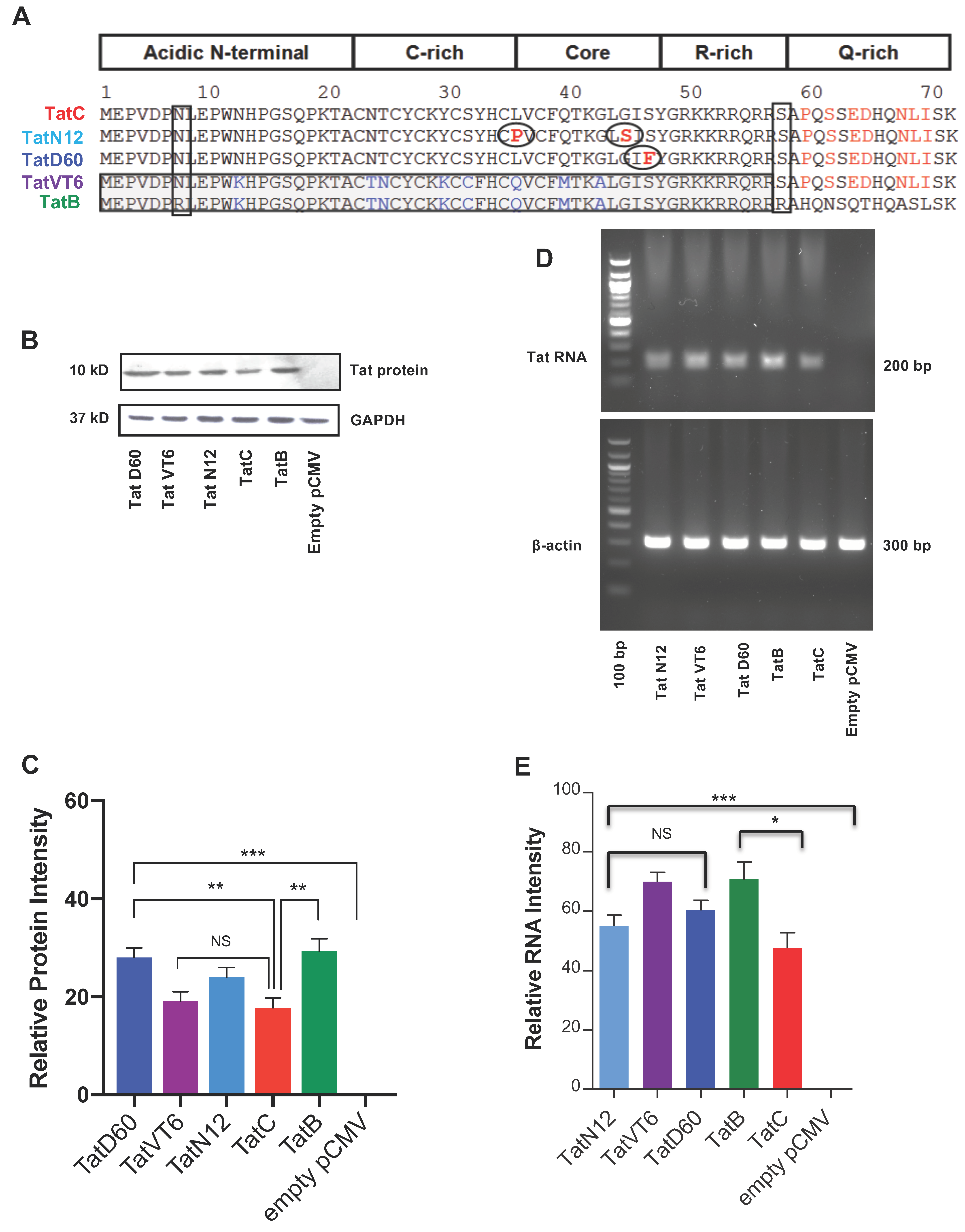 Viruses 11 00976 g001 Viruses 11 00976 g001