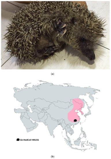 Identification of a Novel Coronavirus from a Beluga Whale by Using