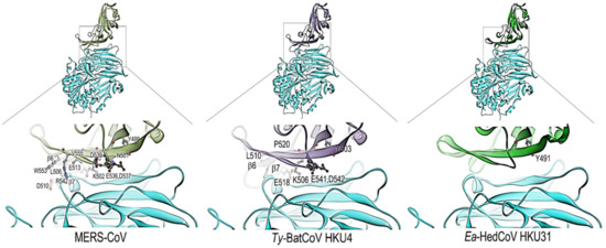 Identification of a Novel Betacoronavirus (Merbecovirus) in