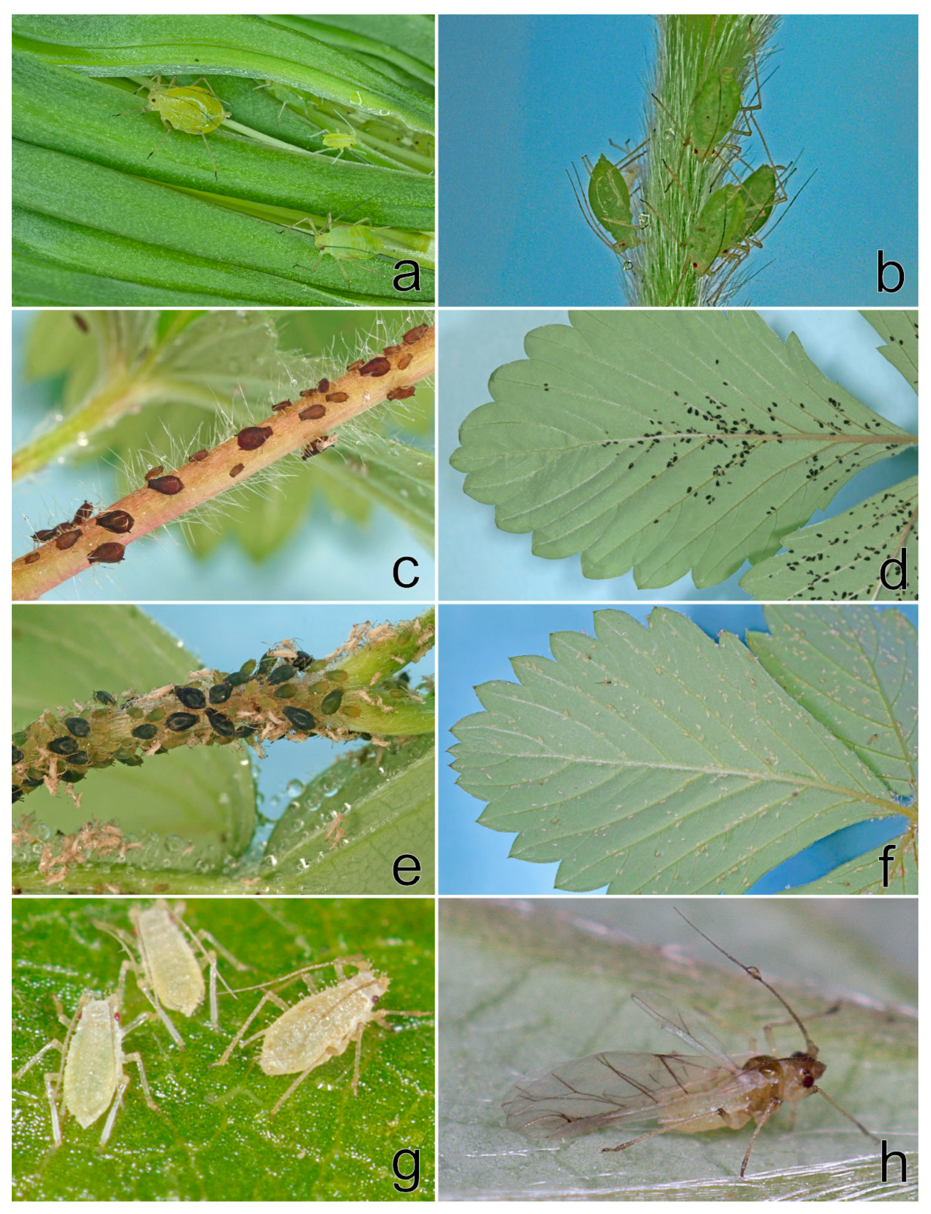 Viruses 11 00982 g007 550