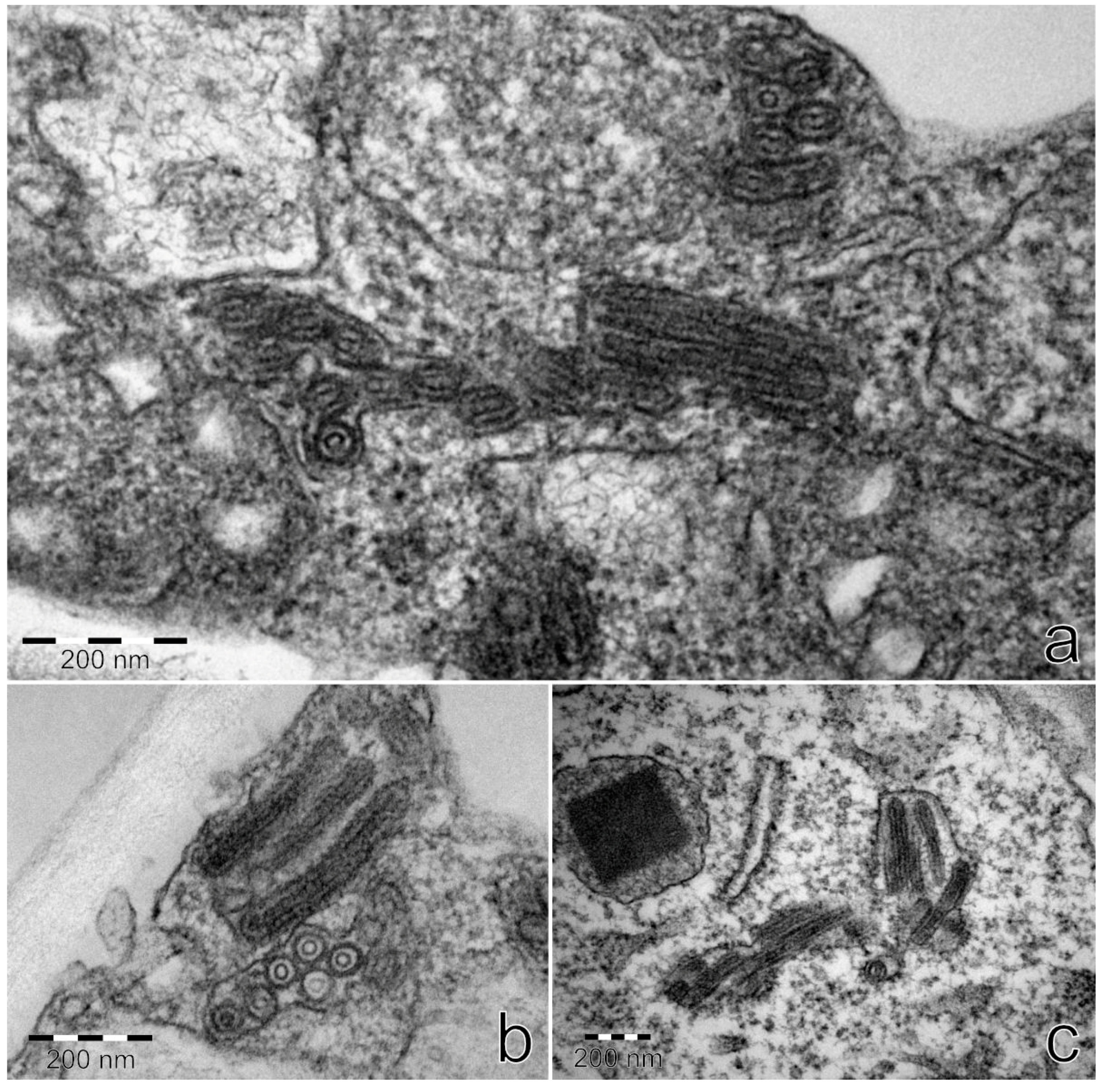 Viruses 11 00982 g013 550