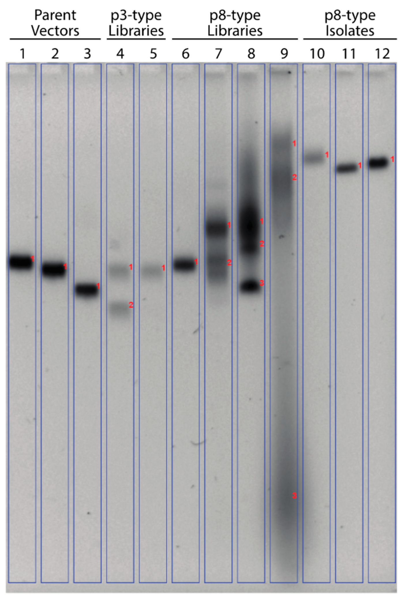 Viruses 11 00988 g003