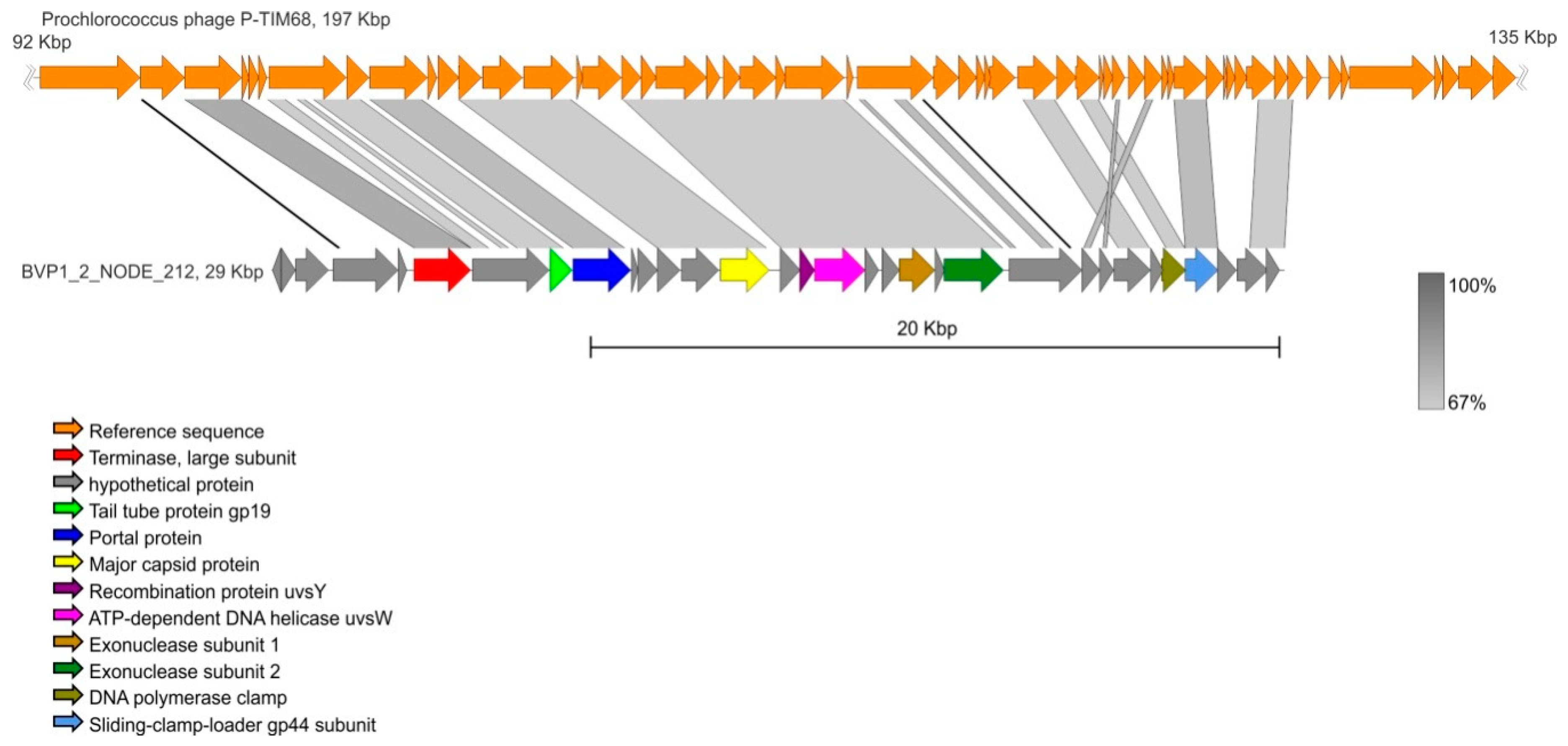 Viruses 11 00991 g003