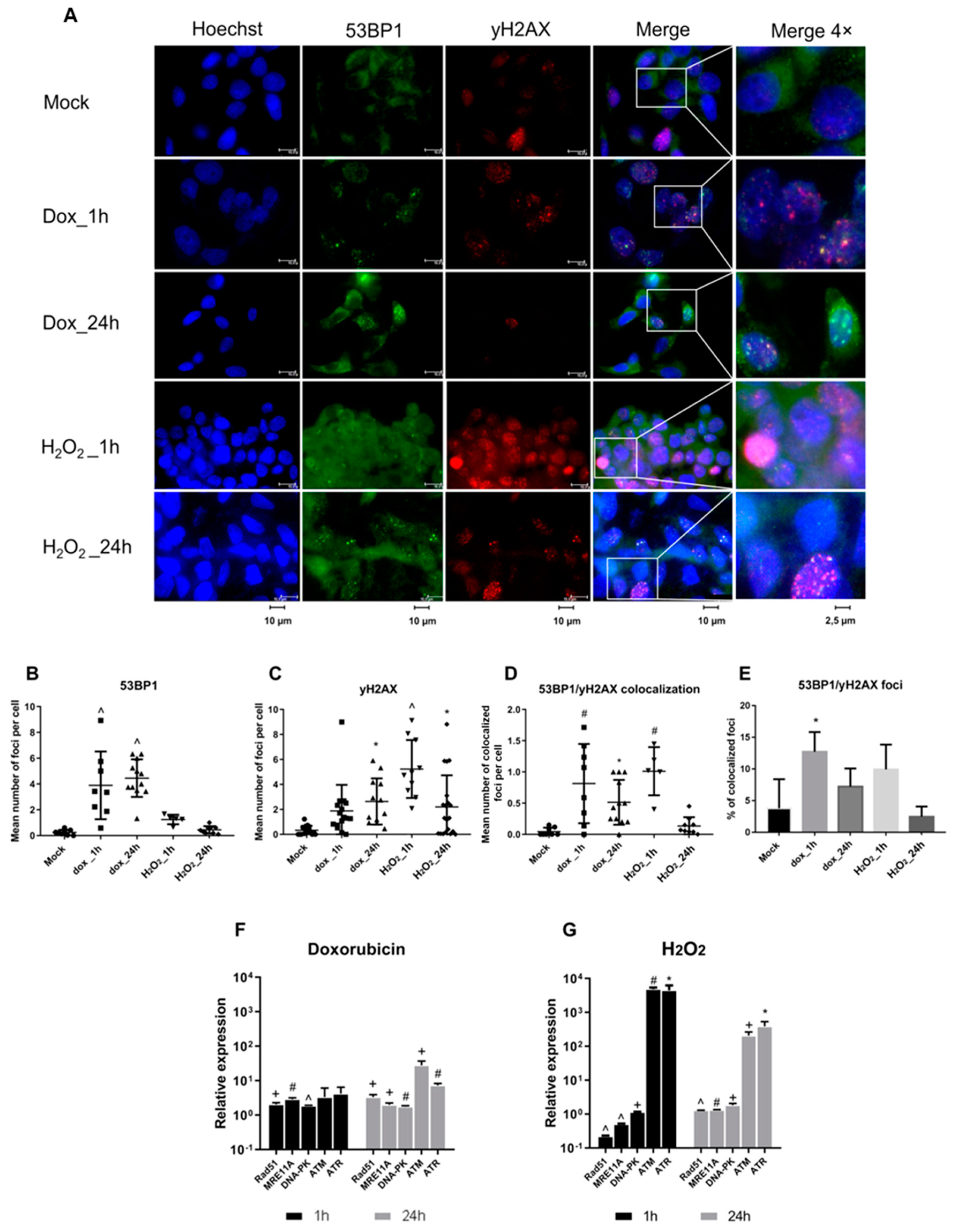 Viruses 11 00997 g002