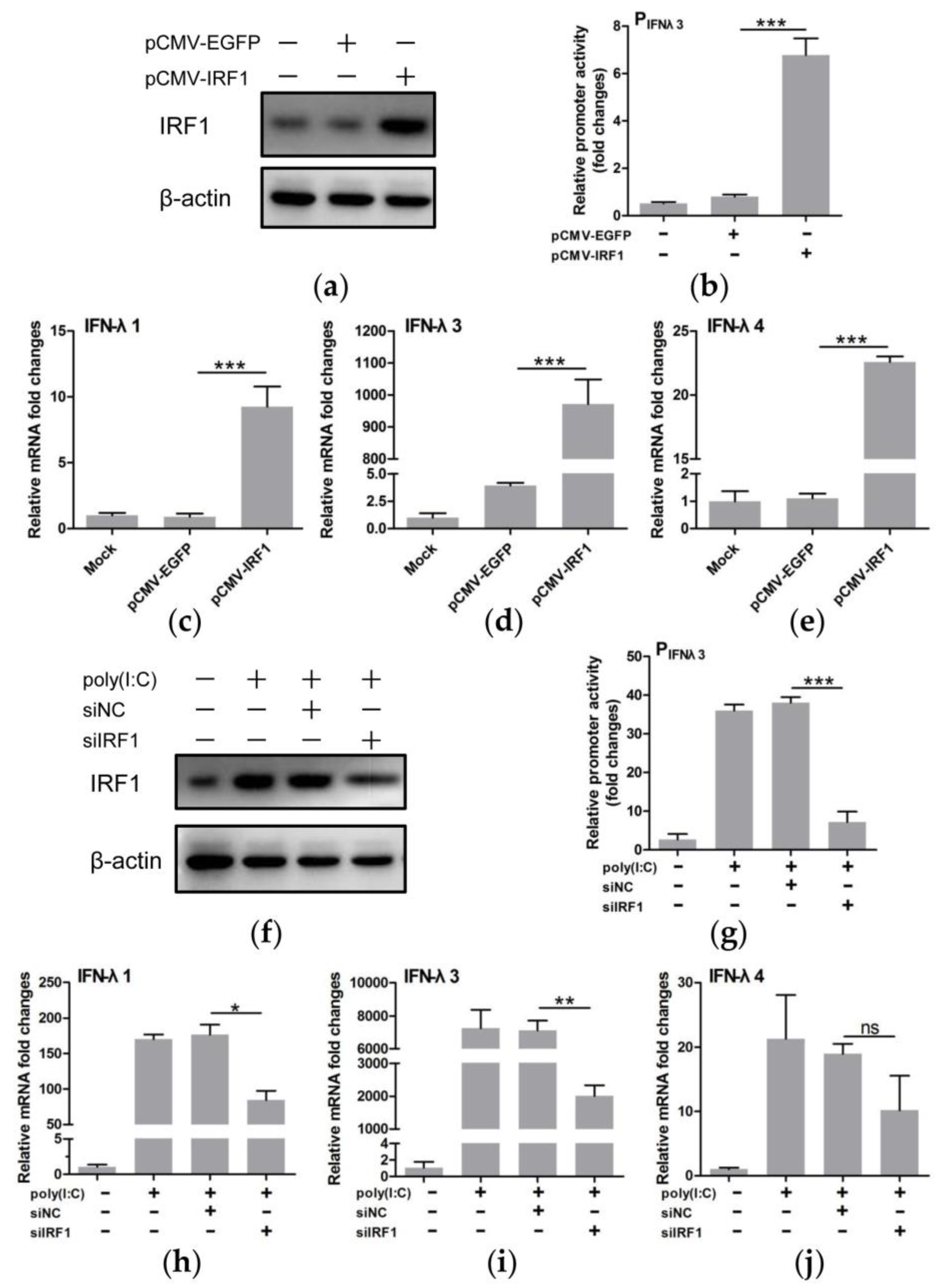 Viruses 11 00998 g006
