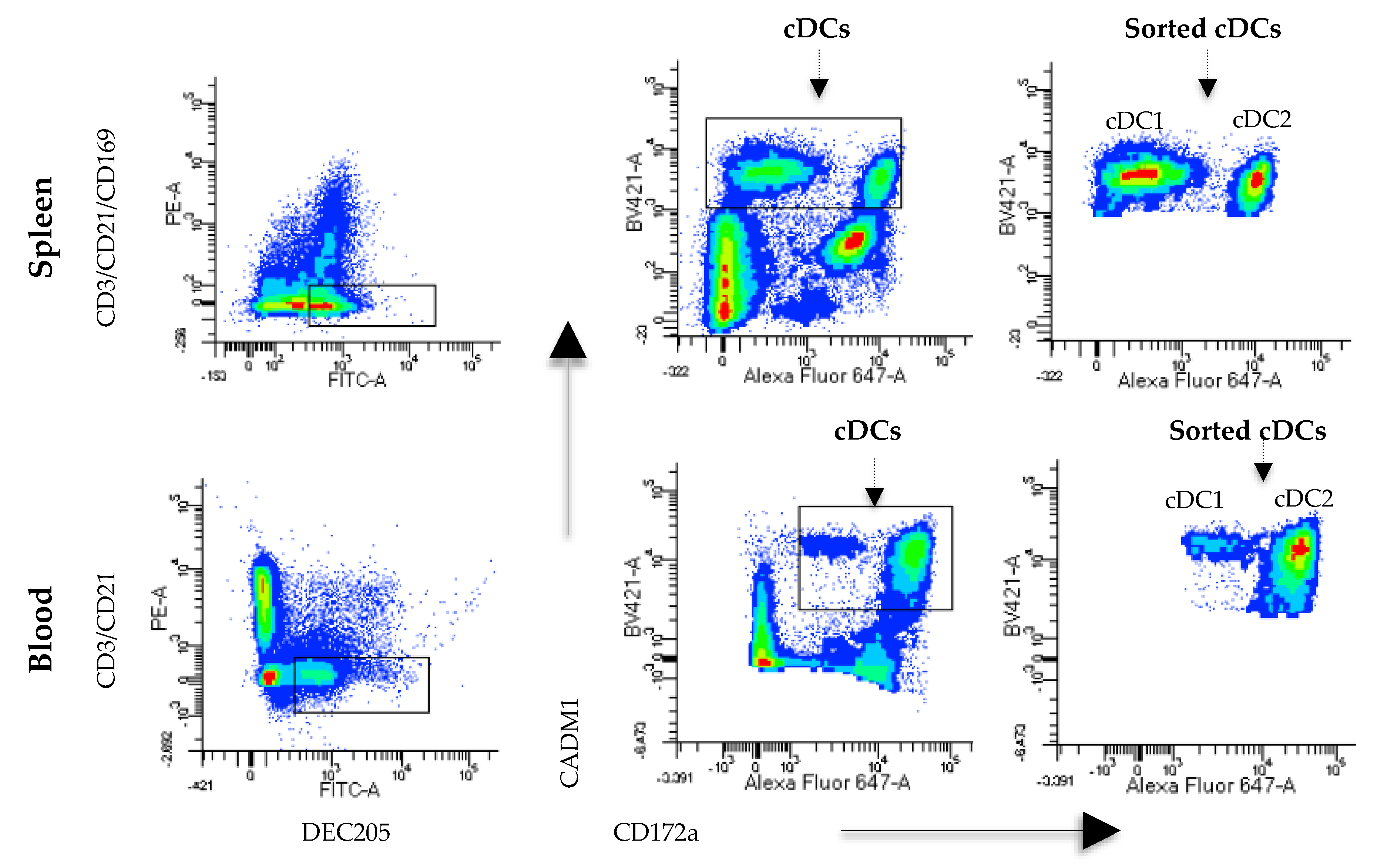 Viruses 11 01001 g001