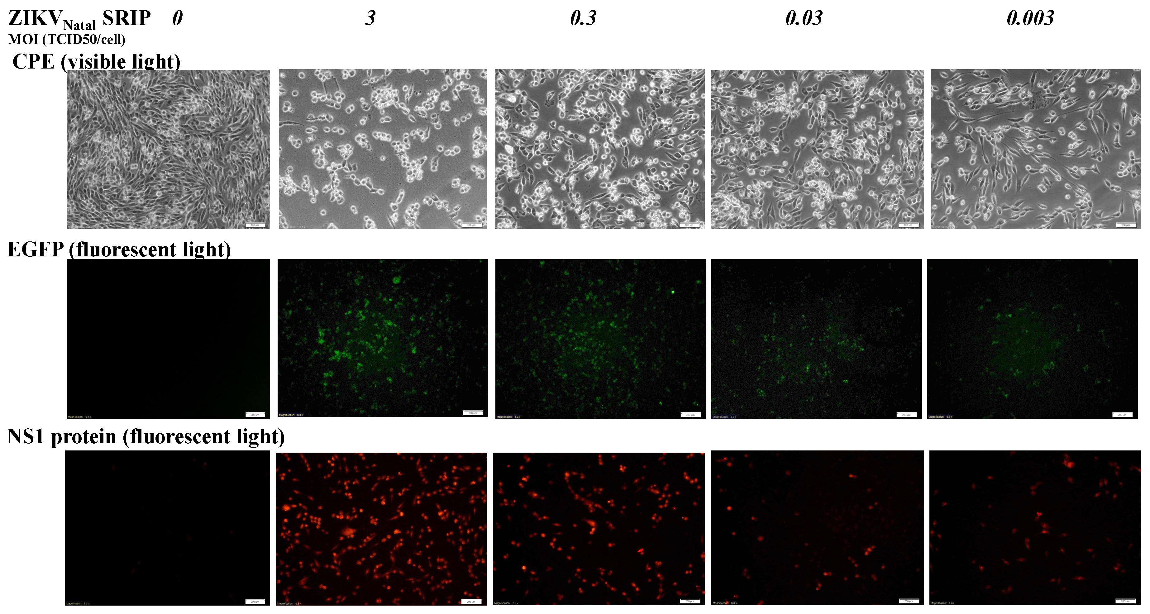 Viruses 11 01005 g005