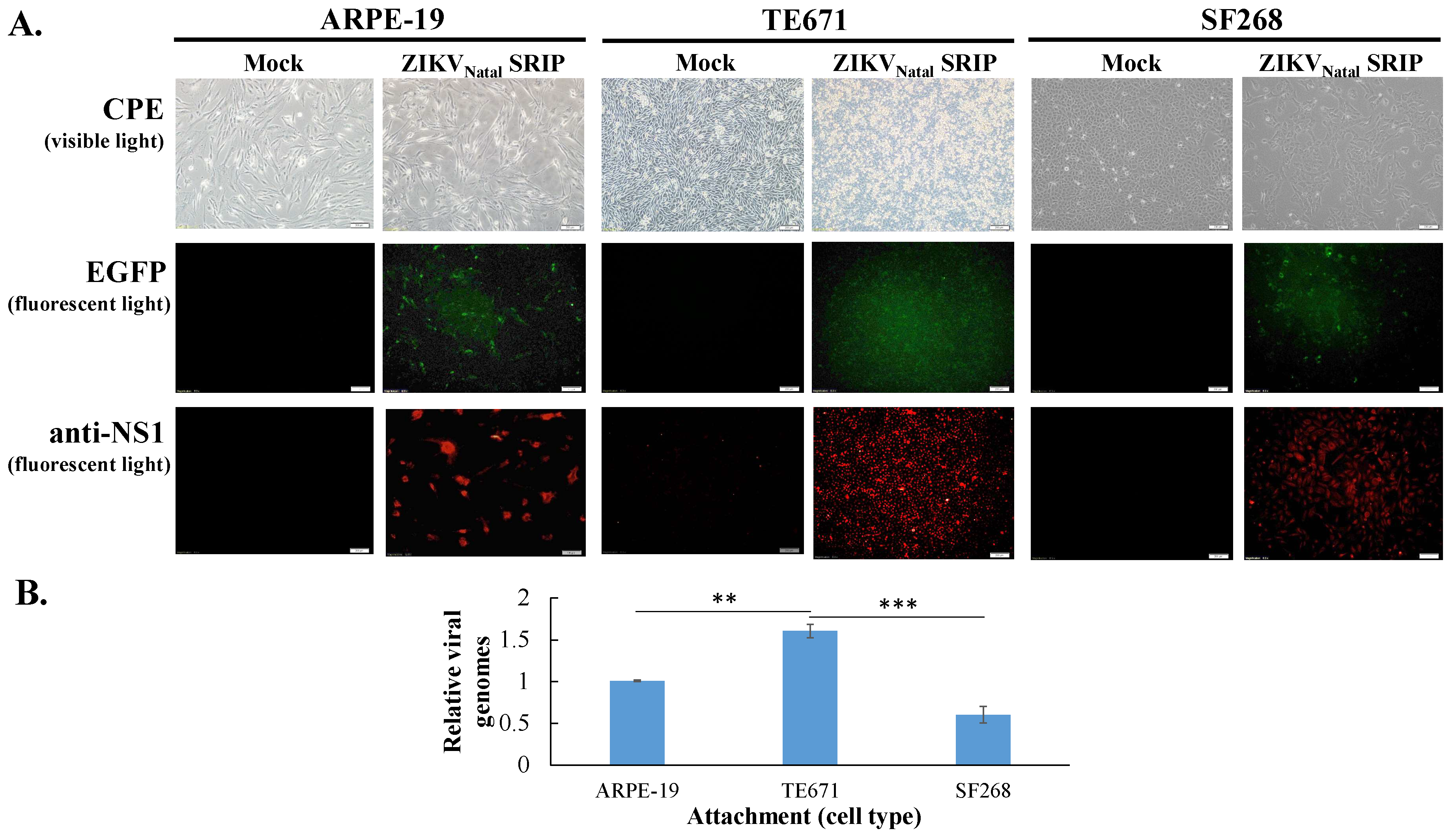 Viruses 11 01005 g006