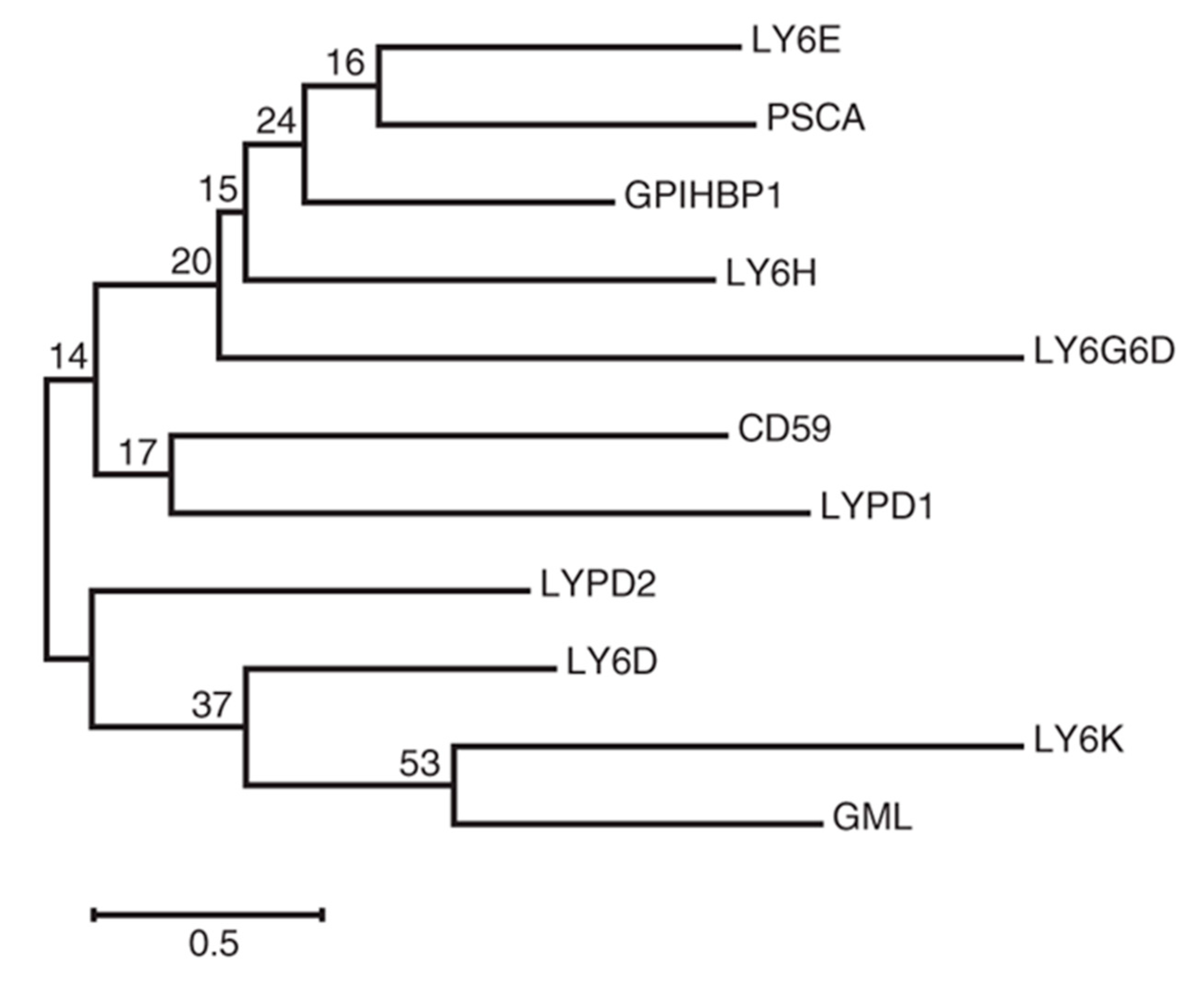 Viruses 11 01020 g002