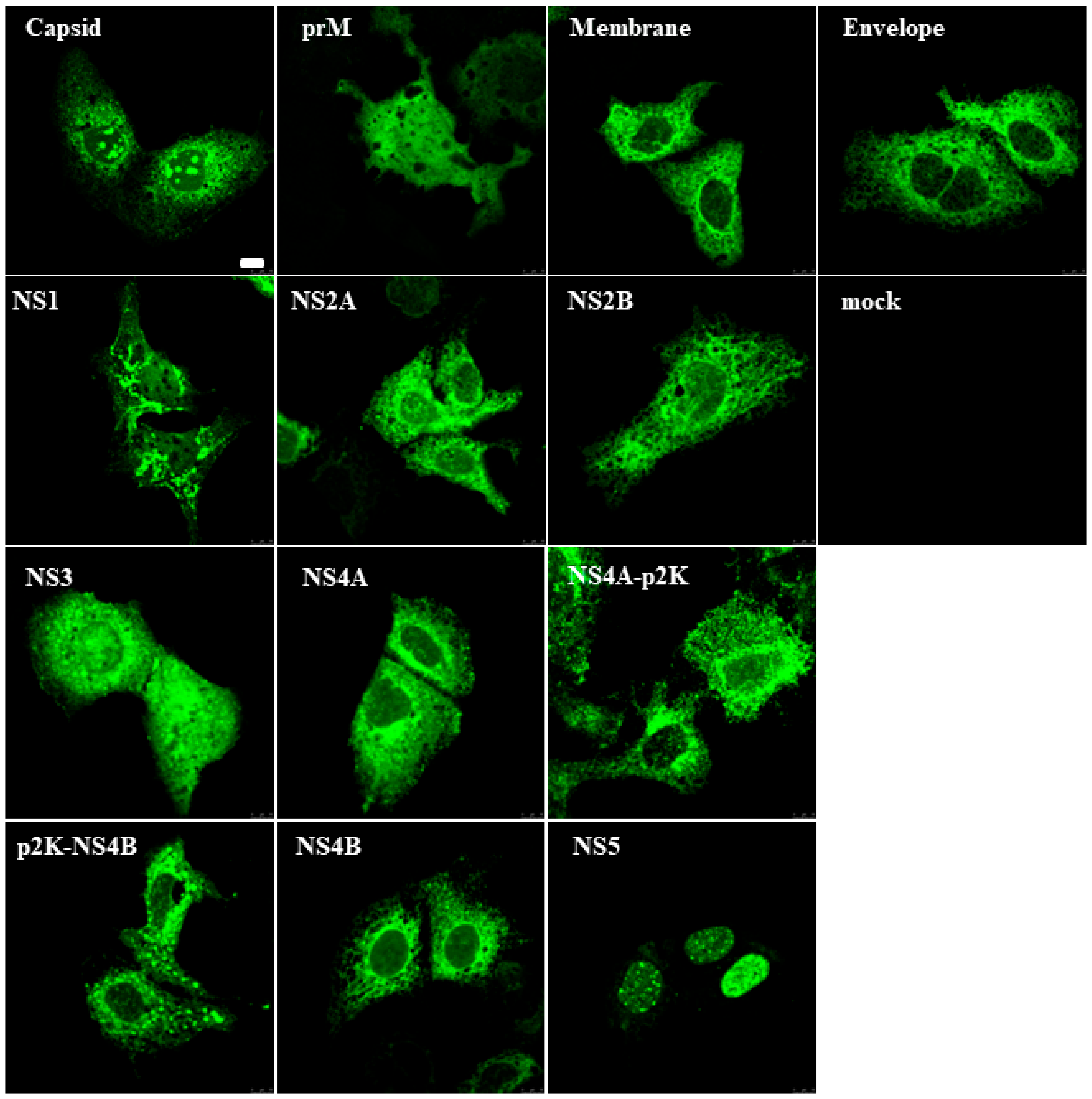 Viruses 11 01024 g001