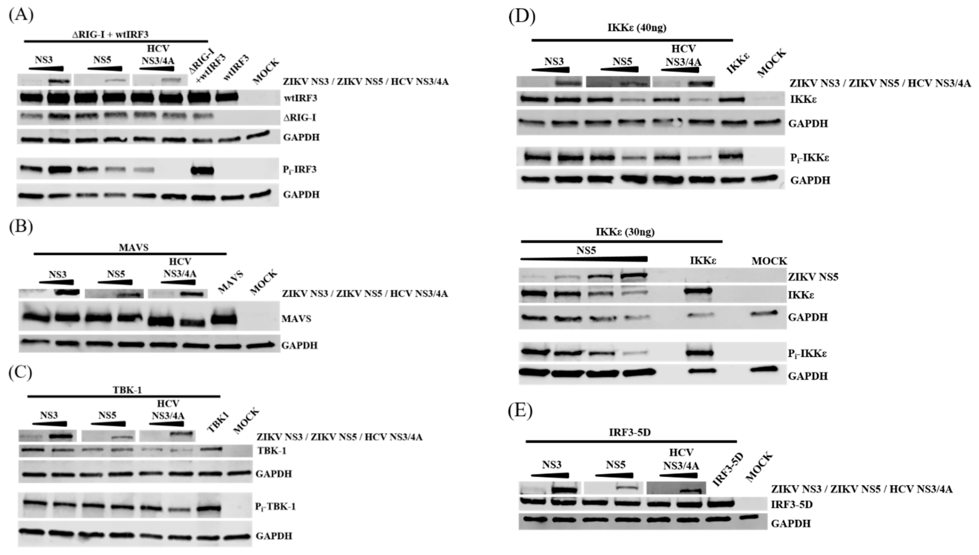 Viruses 11 01024 g007
