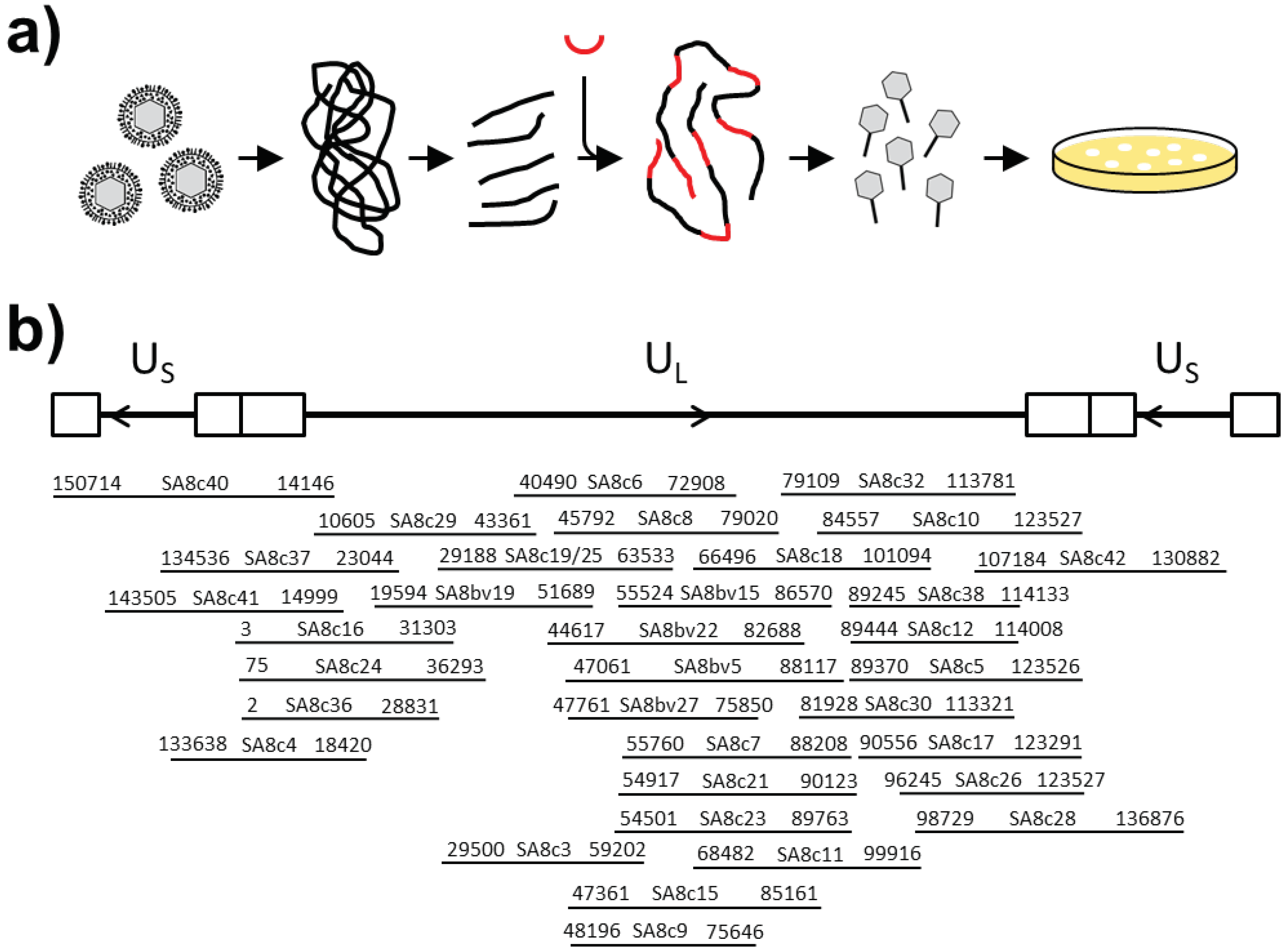 Viruses 11 01026 g001