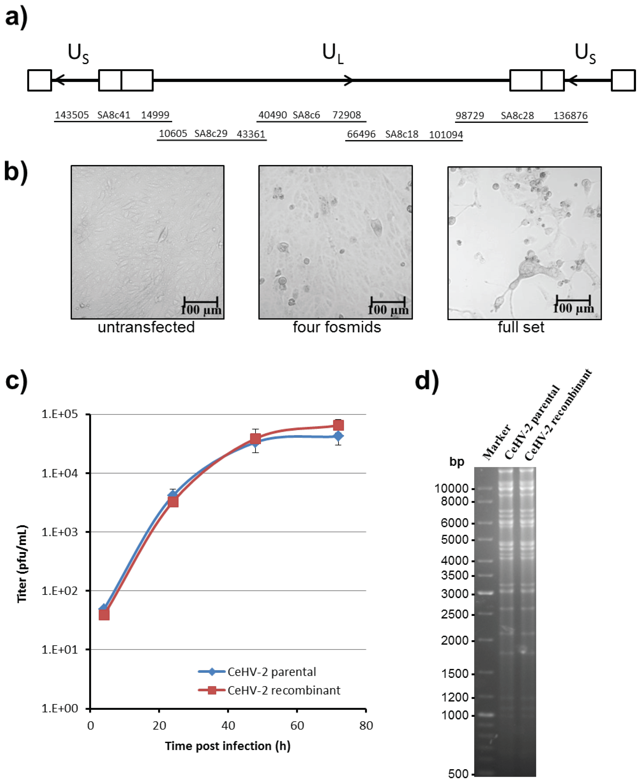 Viruses 11 01026 g002