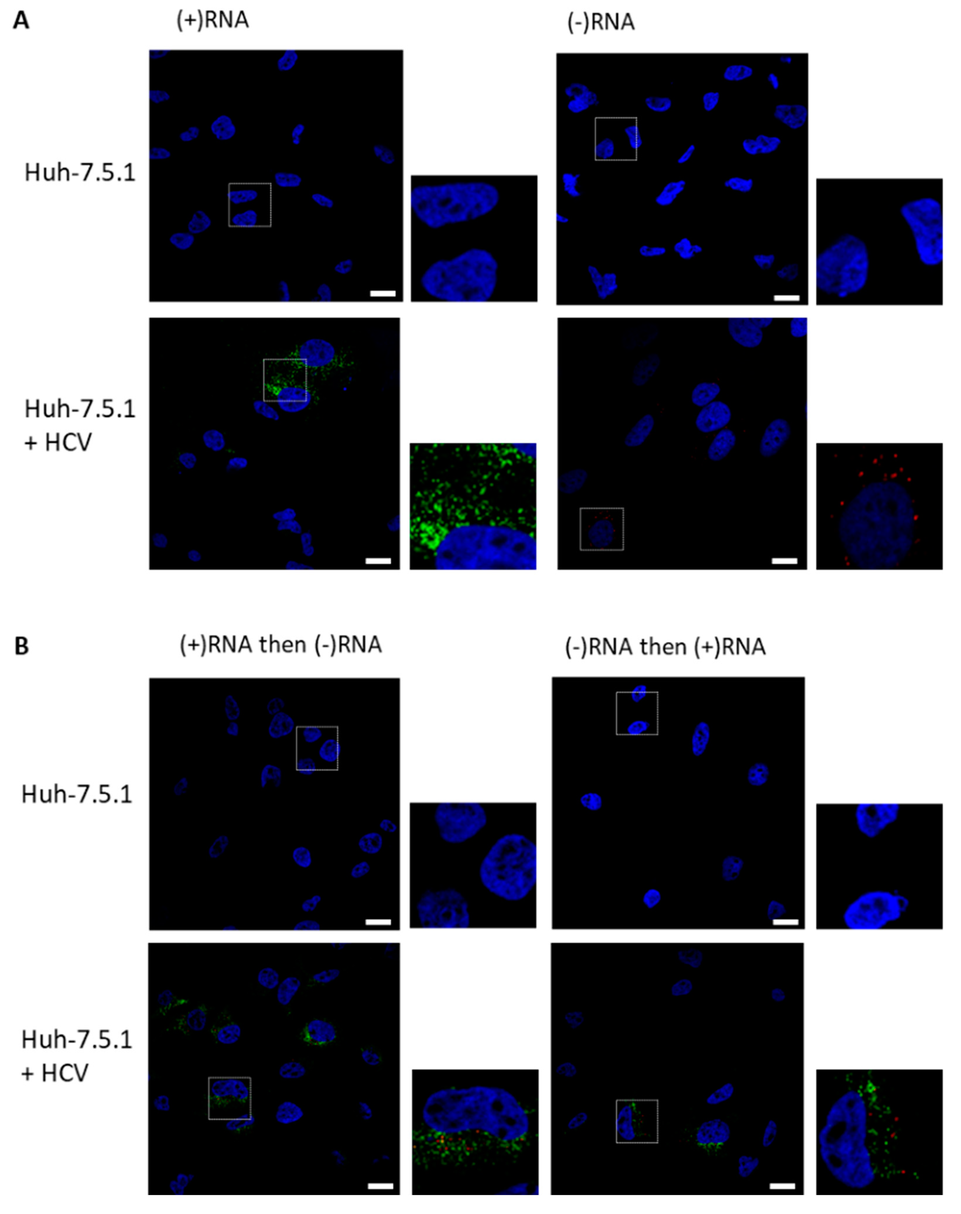Viruses 11 01039 g002