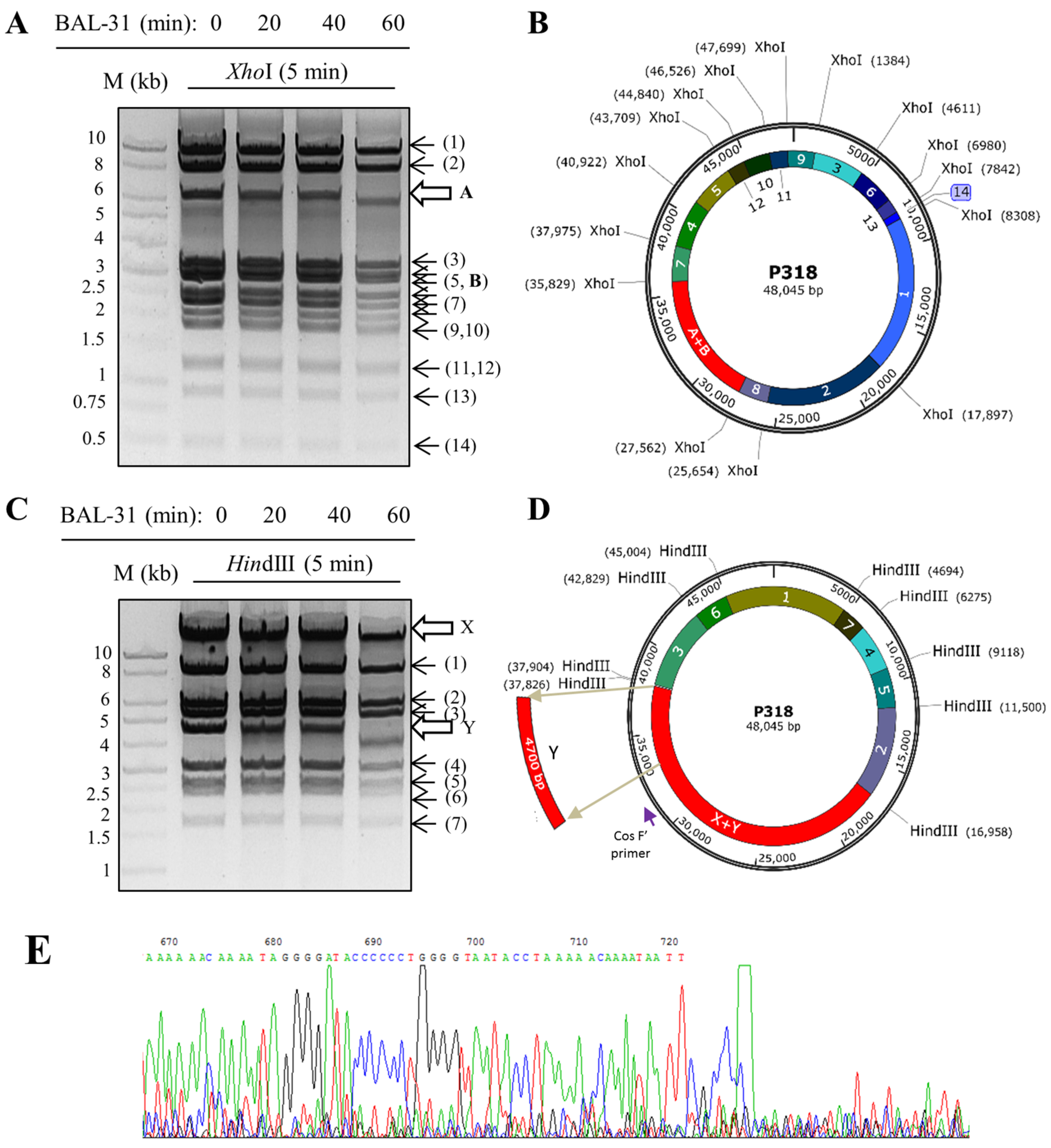 Viruses 11 01042 g004 Viruses 11 01042 g004