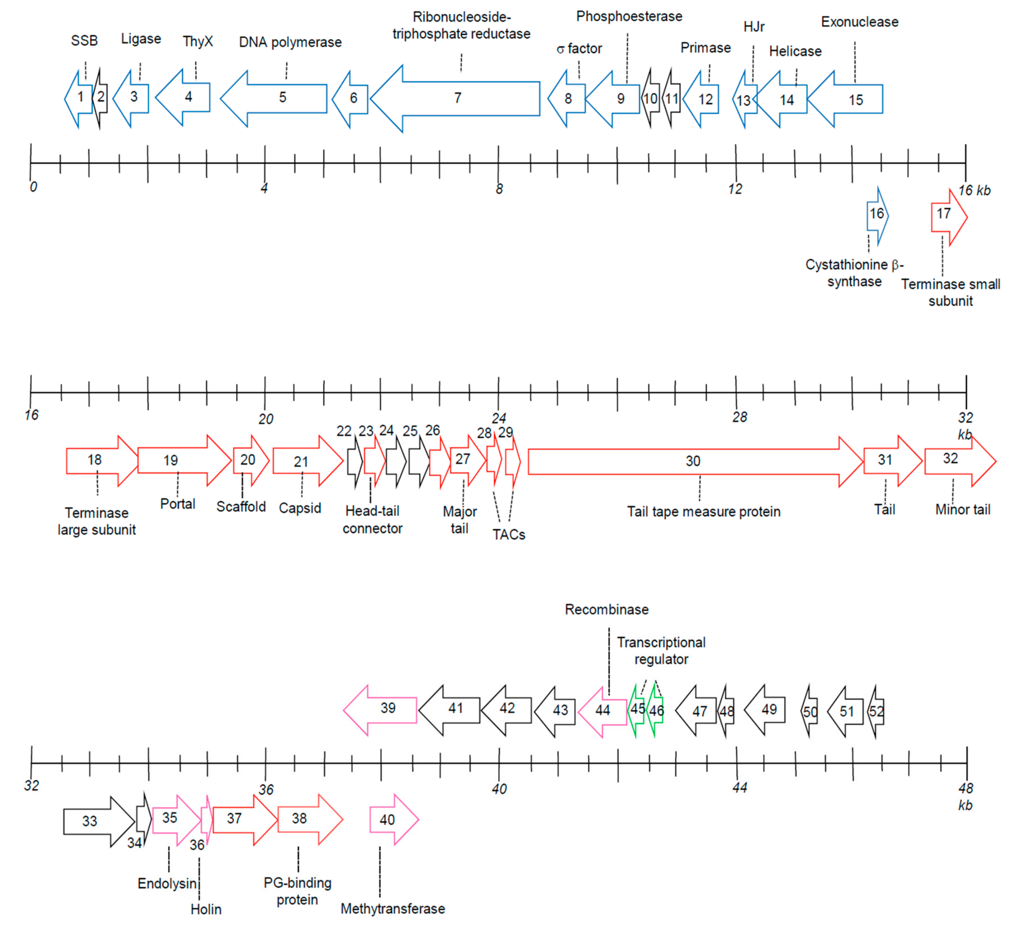 Viruses 11 01042 g005 Viruses 11 01042 g005
