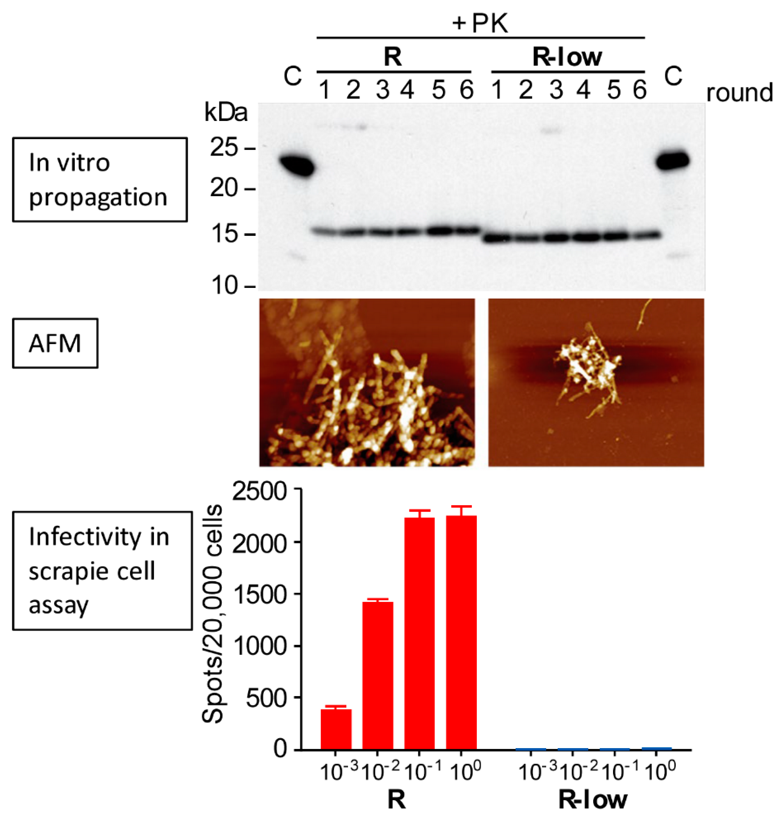 Viruses 11 01044 g002