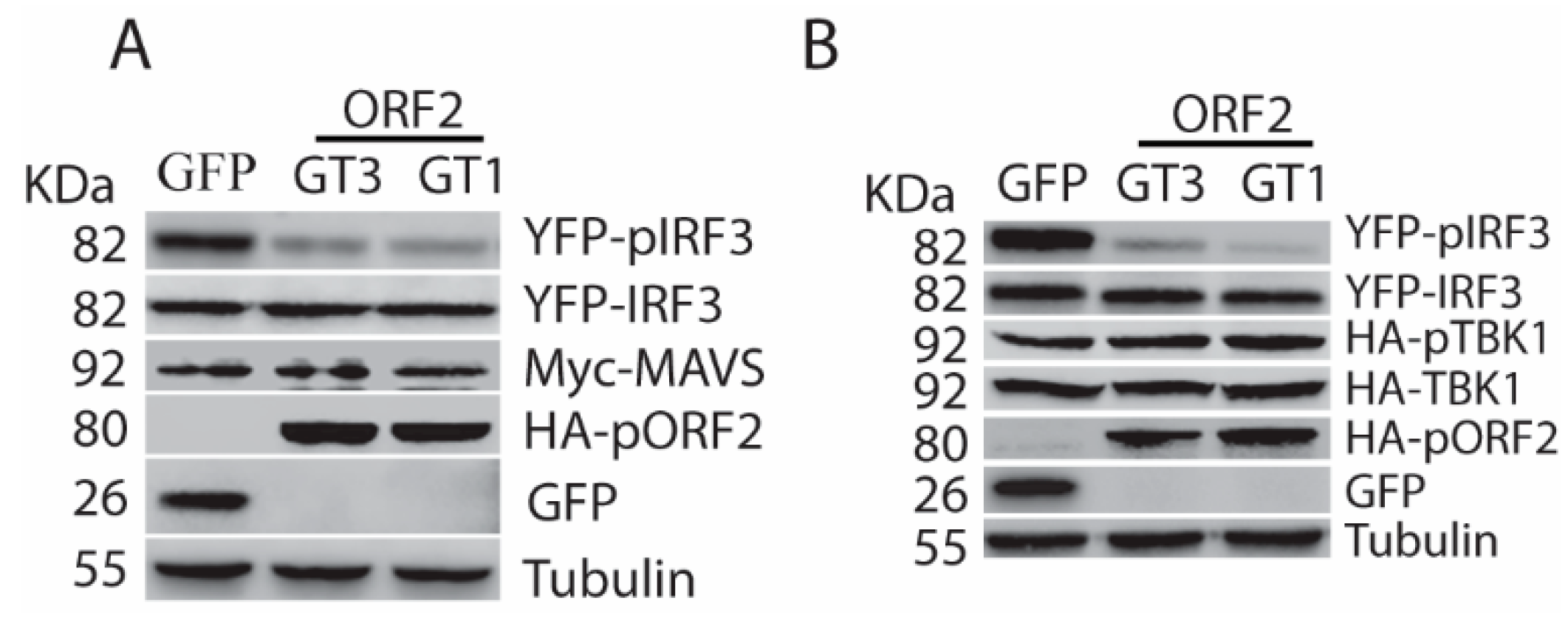 Viruses 11 01050 g003 Viruses 11 01050 g003