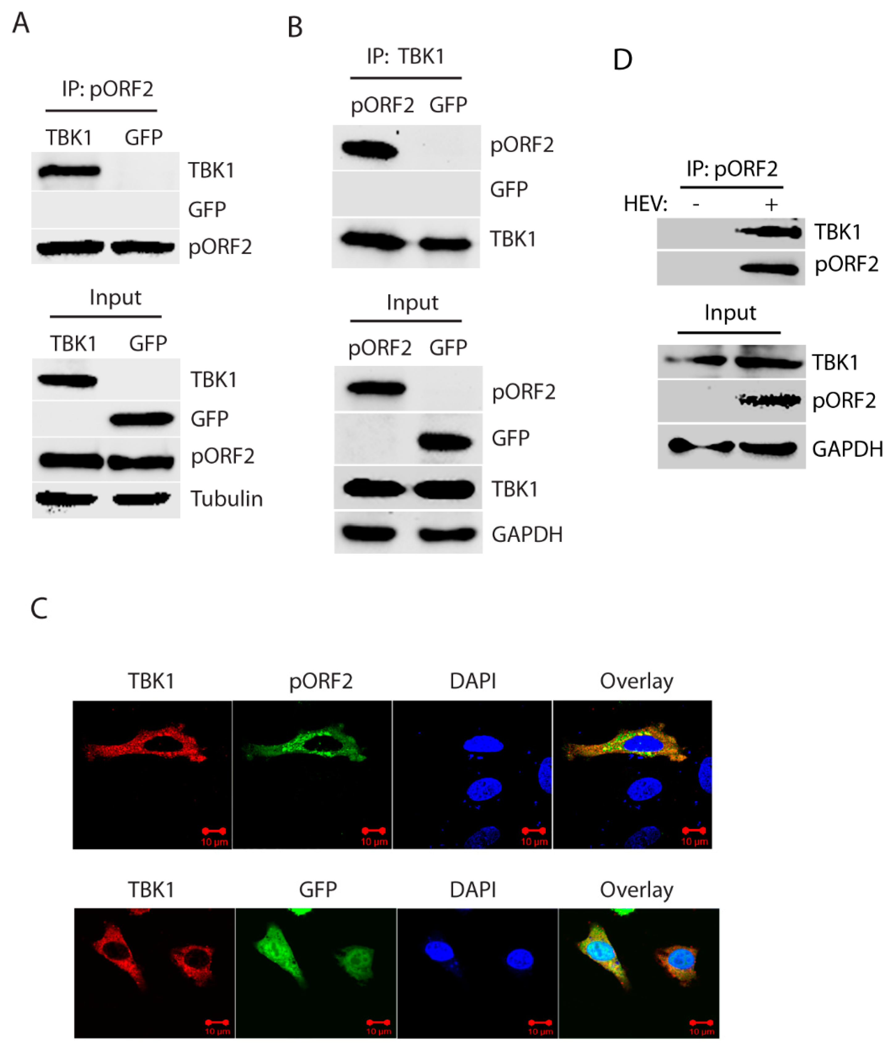 Viruses 11 01050 g004 Viruses 11 01050 g004