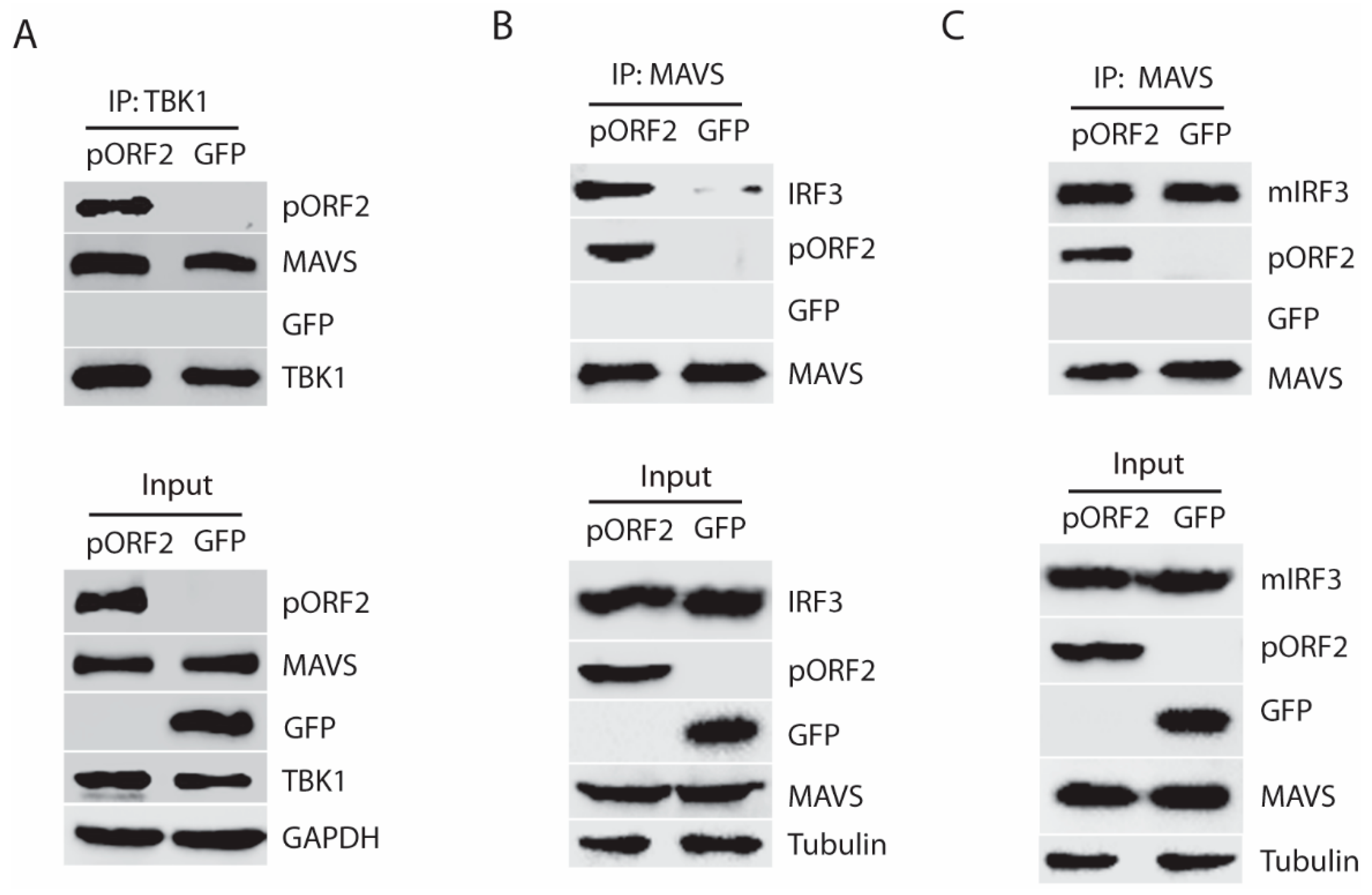 Viruses 11 01050 g005 Viruses 11 01050 g005