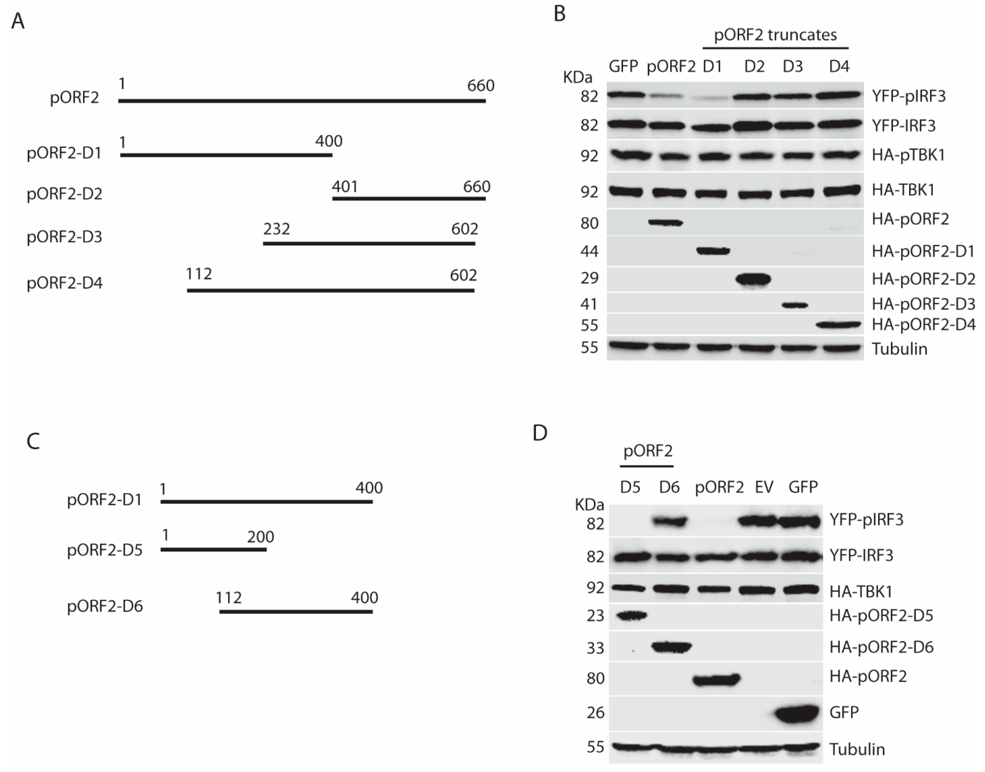 Viruses 11 01050 g006 Viruses 11 01050 g006