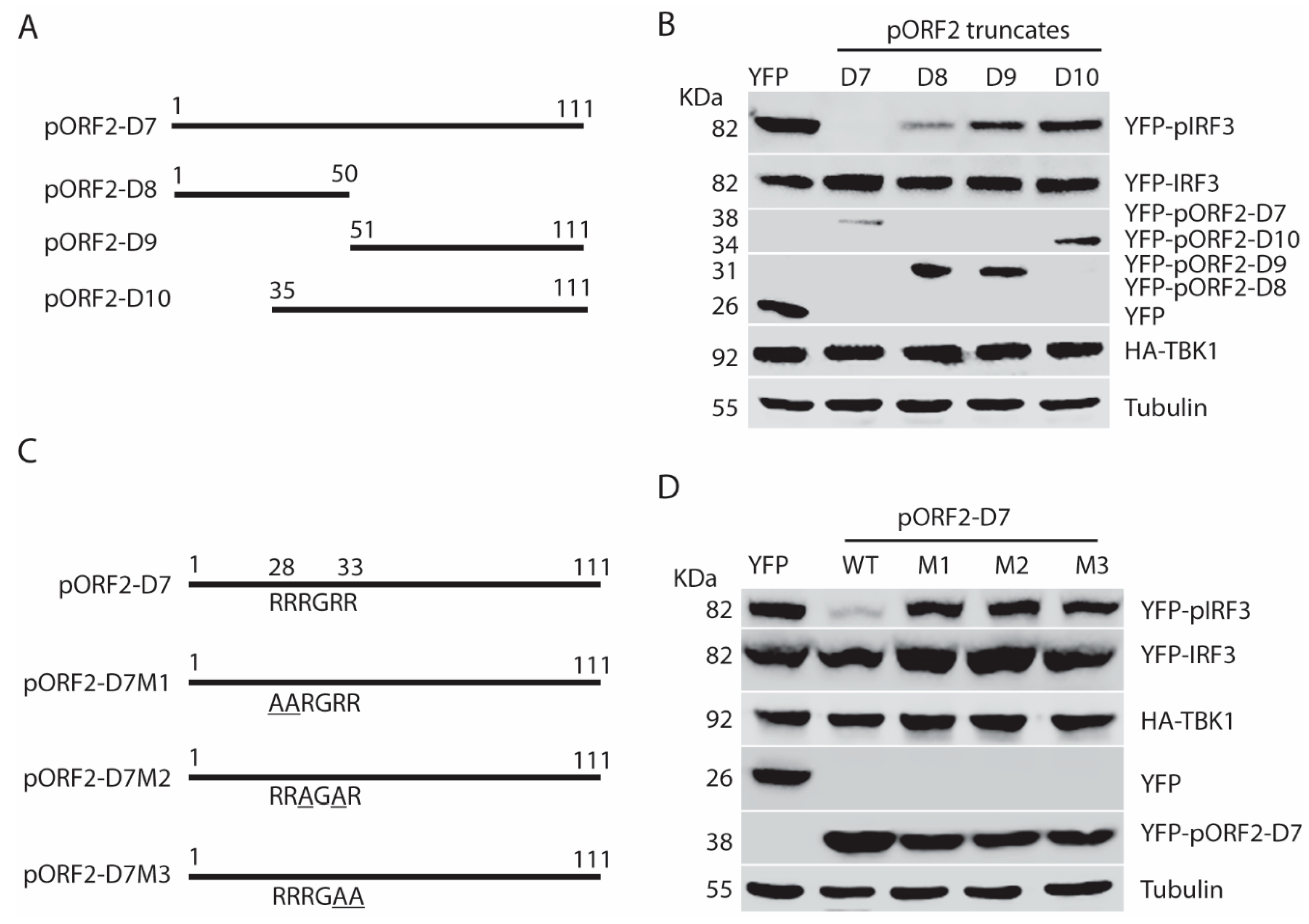 Viruses 11 01050 g007 Viruses 11 01050 g007