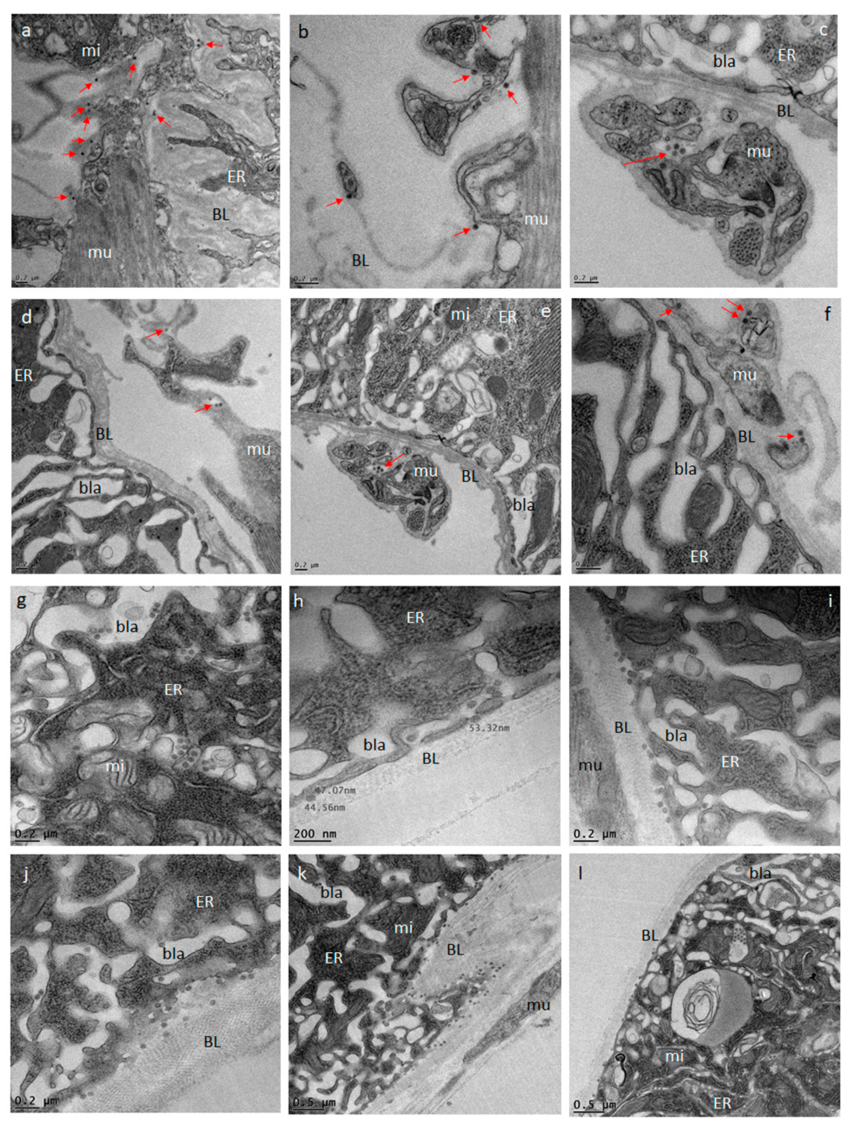 Viruses 11 01056 g007