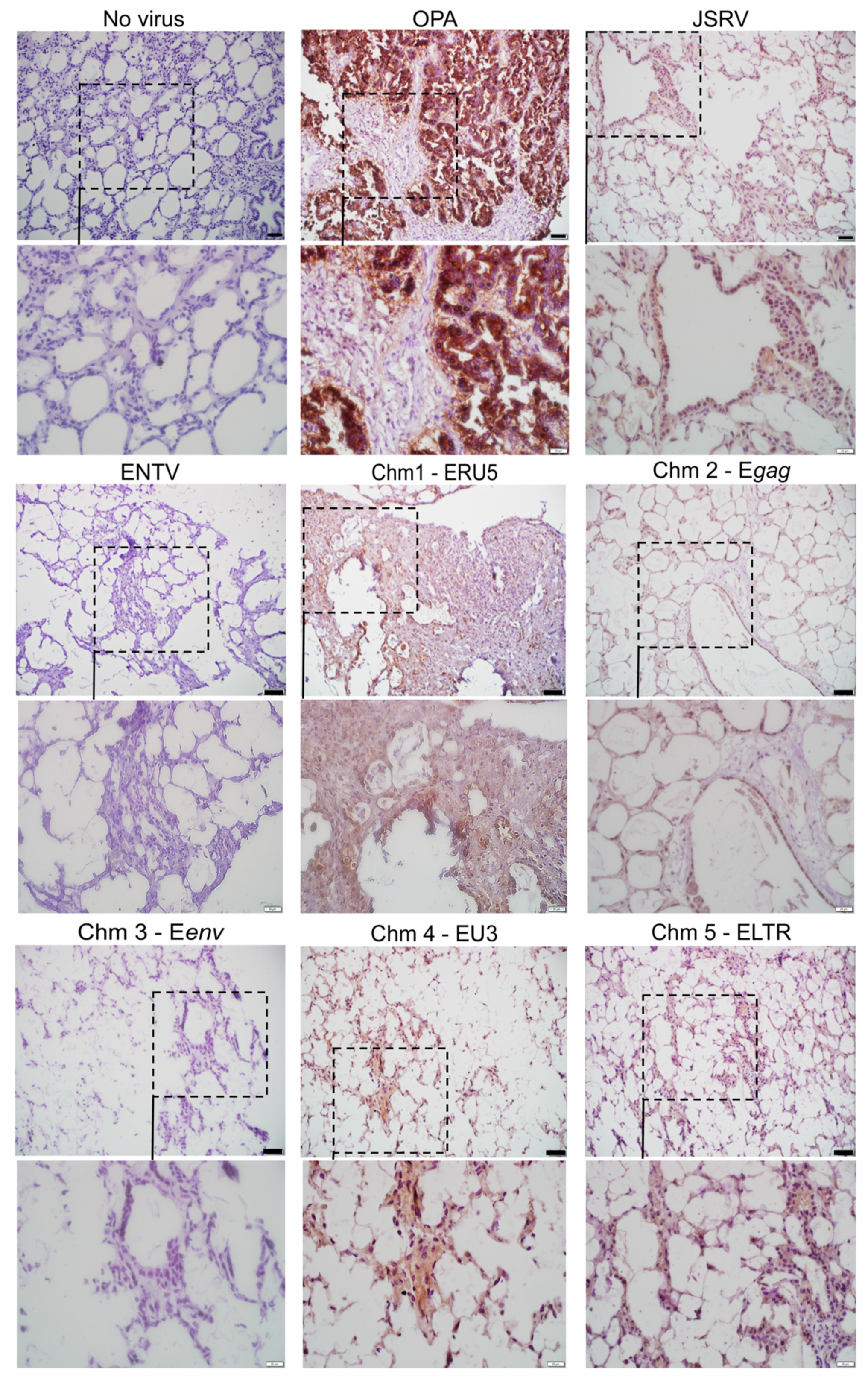 Viruses 11 01061 g002 Viruses 11 01061 g002