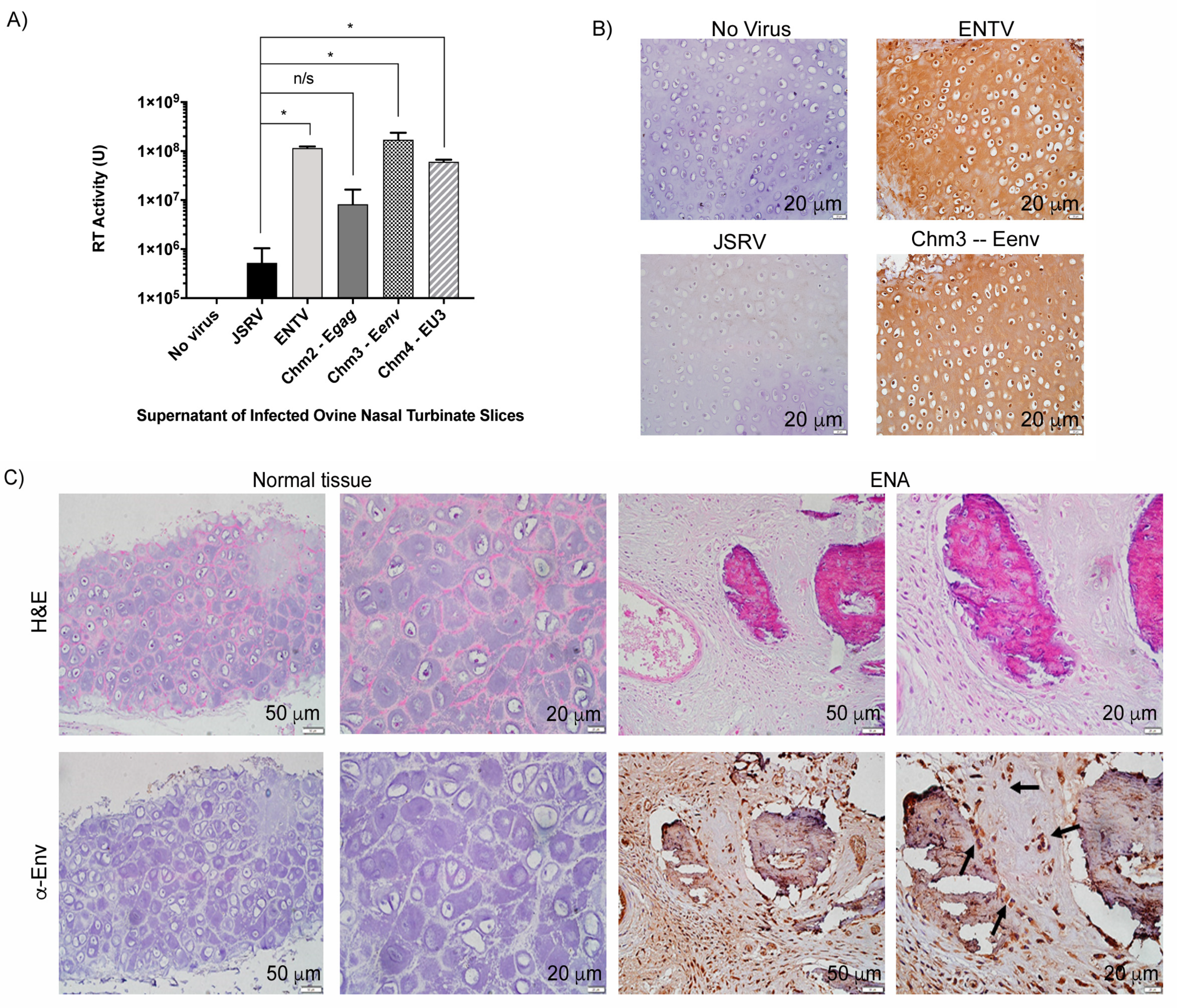 Viruses 11 01061 g003 Viruses 11 01061 g003