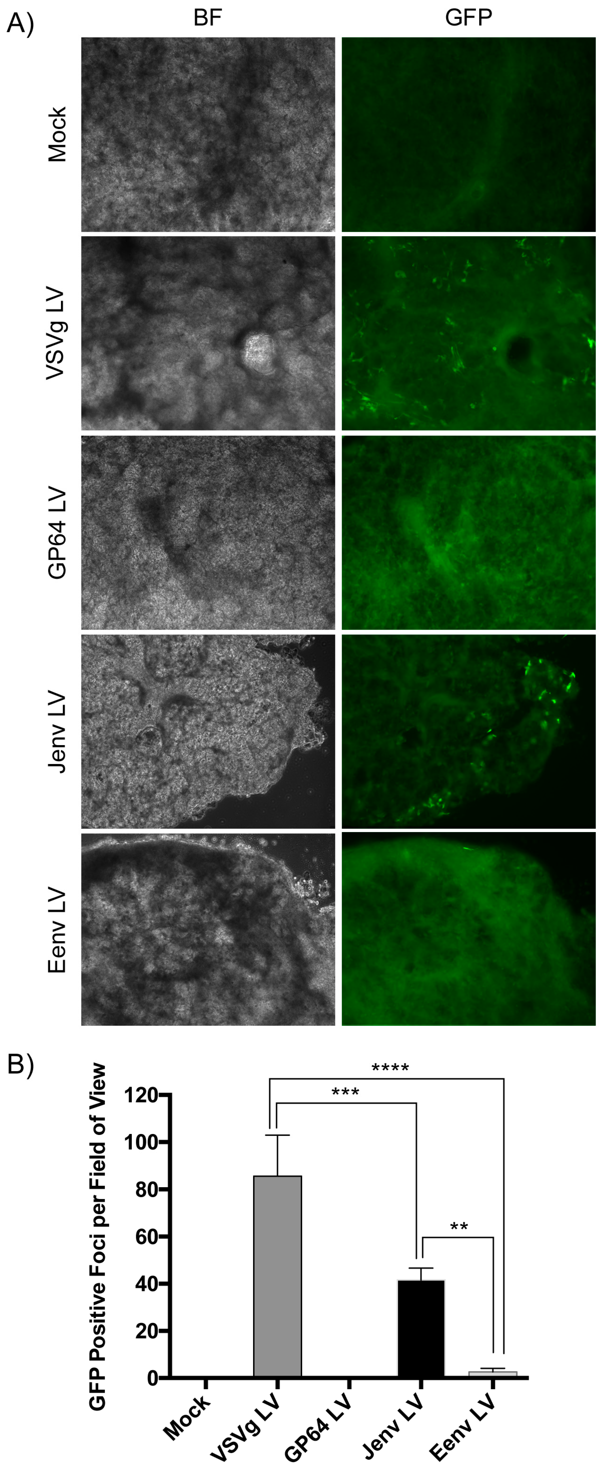 Viruses 11 01061 g004 Viruses 11 01061 g004