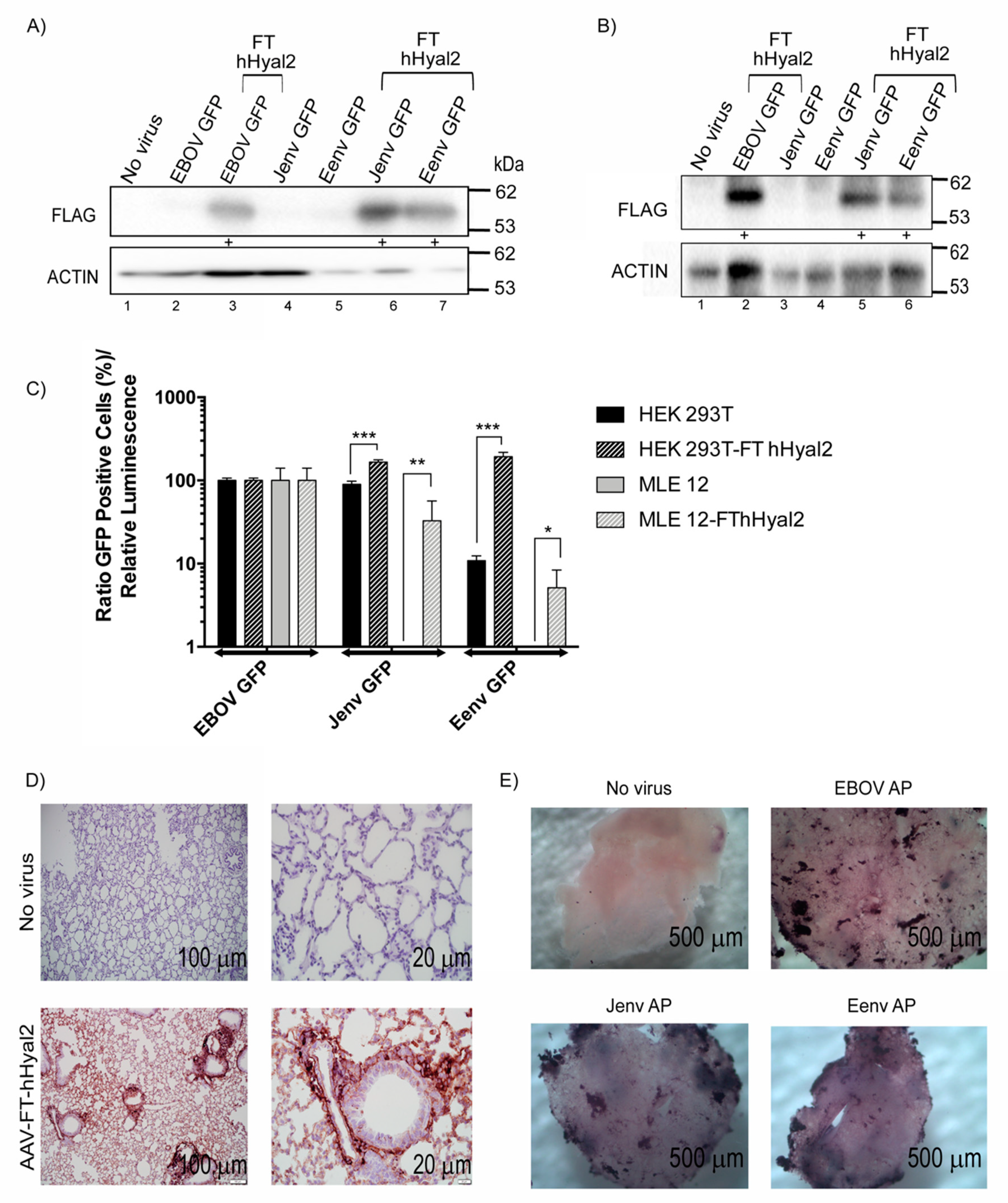 Viruses 11 01061 g005 Viruses 11 01061 g005