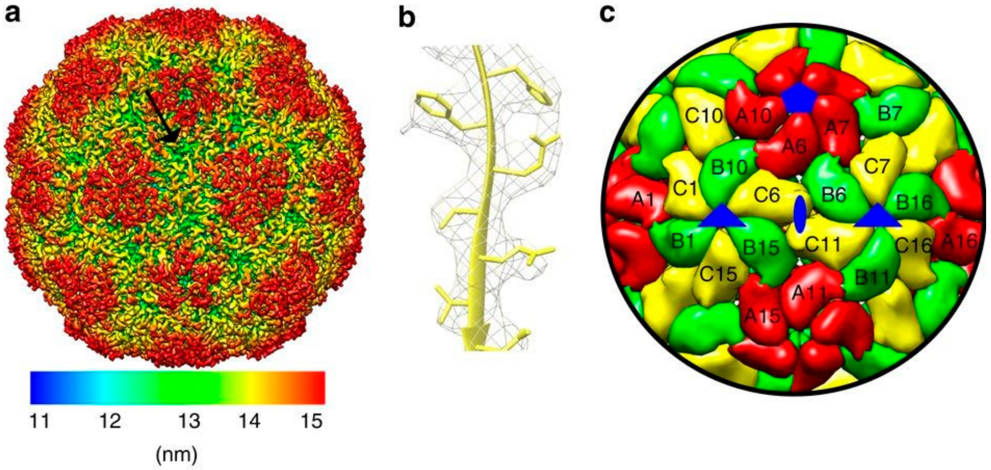 viral meningitis structure