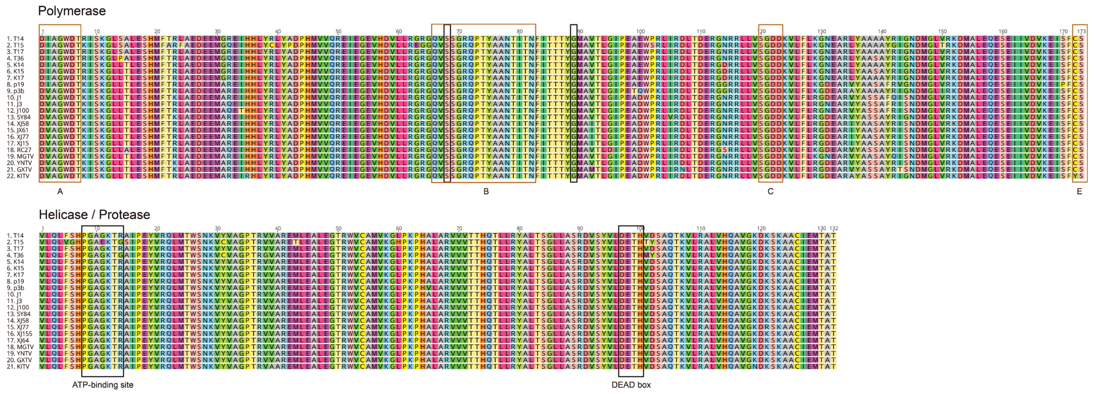 Viruses 11 01071 g005