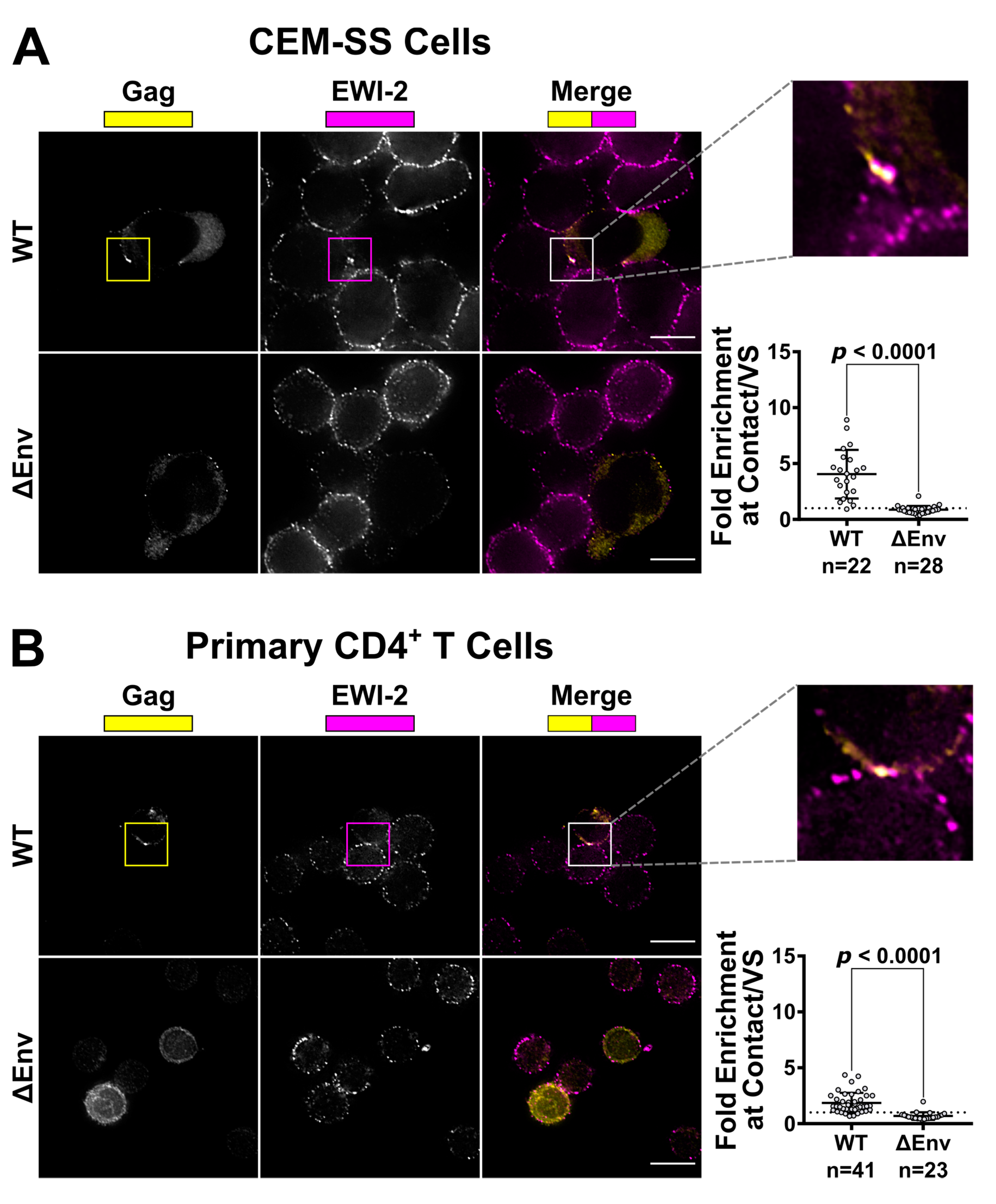 Viruses Free Full Text Ewi 2 Inhibits Cell Cell Fusion At The