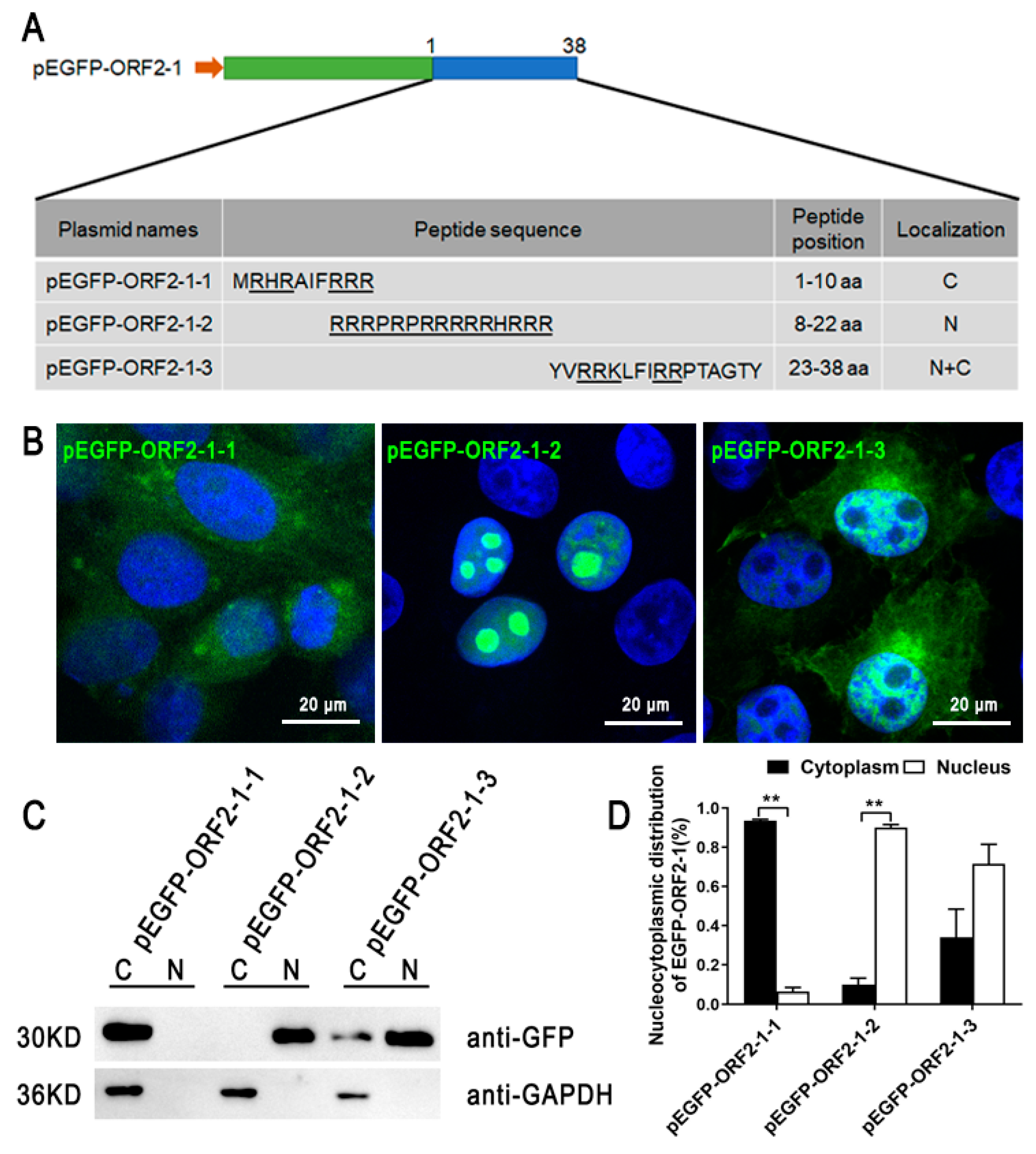 Viruses 11 01086 g002