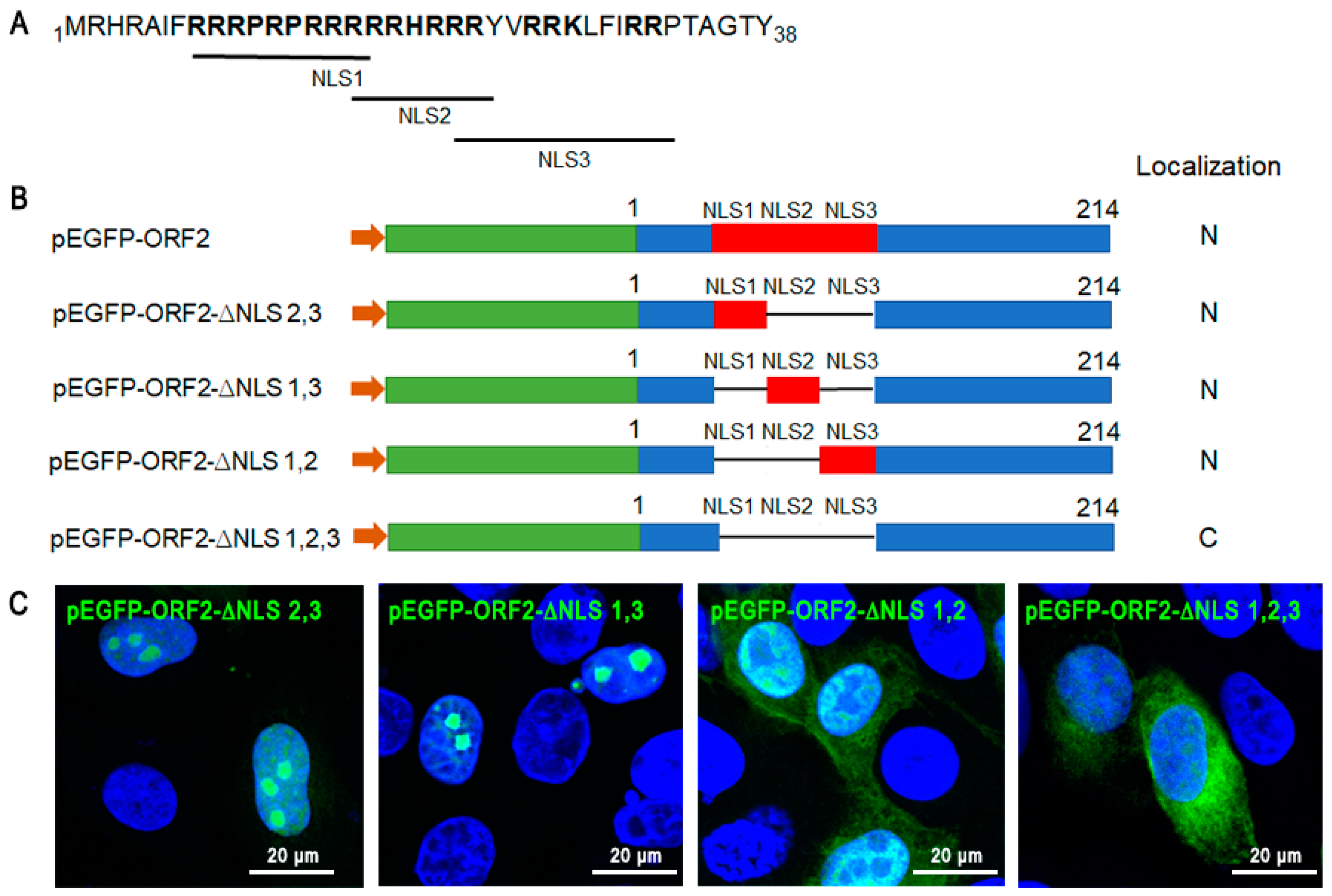 Viruses 11 01086 g005