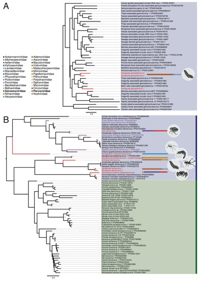 Diversity and Evolution of Novel Invertebrate DNA Viruses Revealed by ...