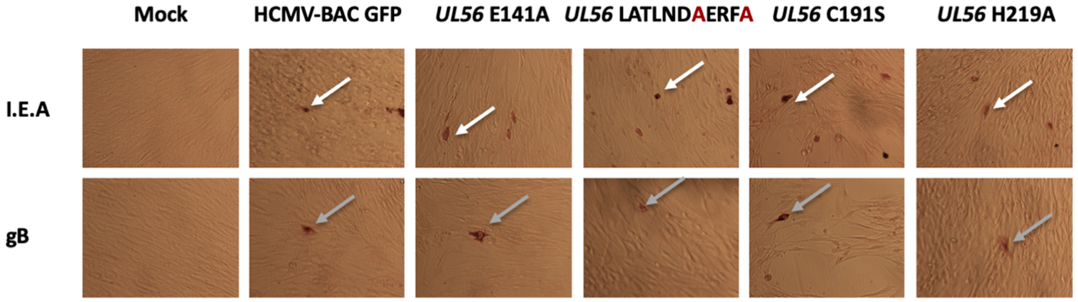 Viruses 11 01093 g002 Viruses 11 01093 g002